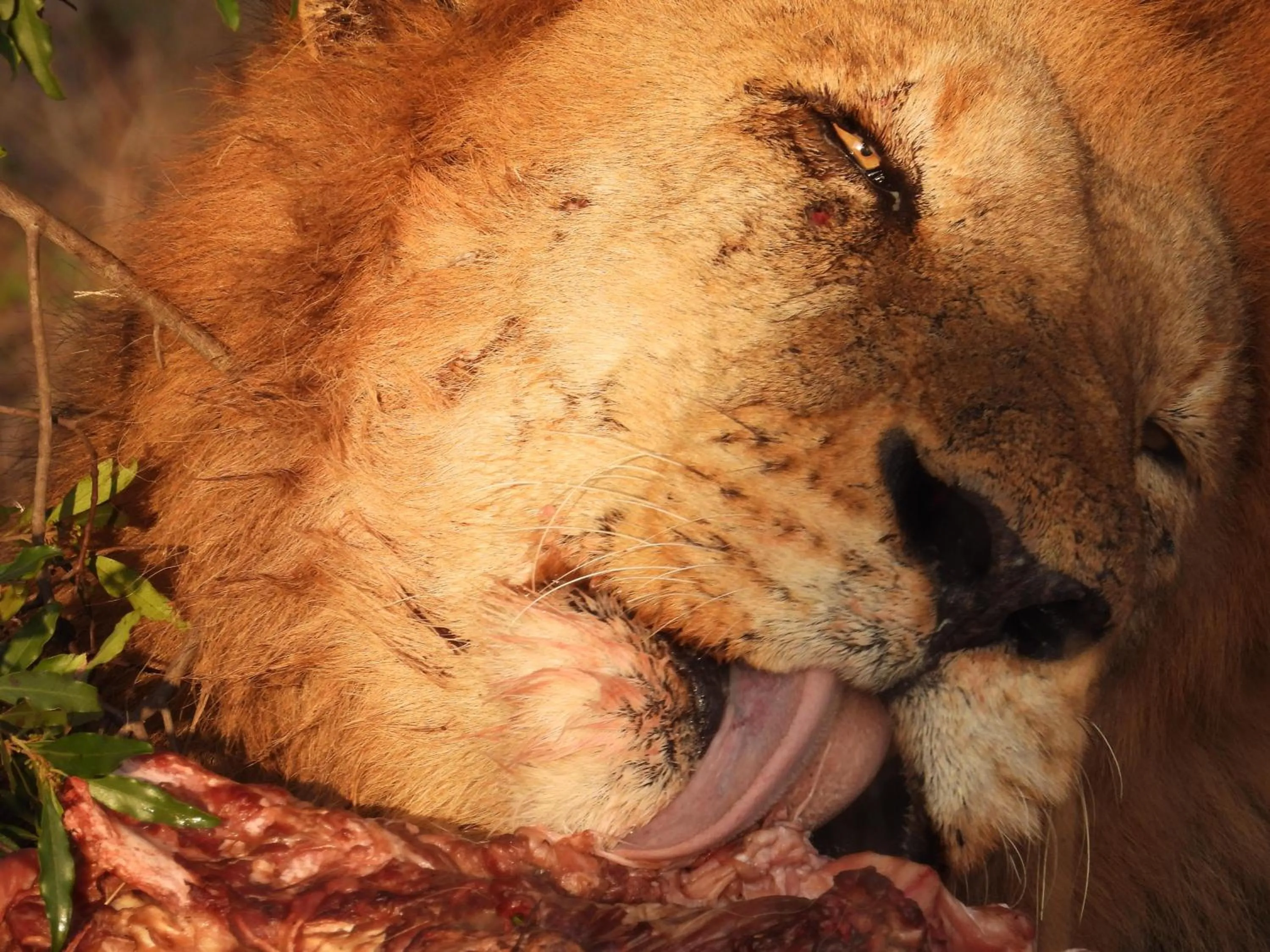 Pets in Sausage Tree Safari Camp