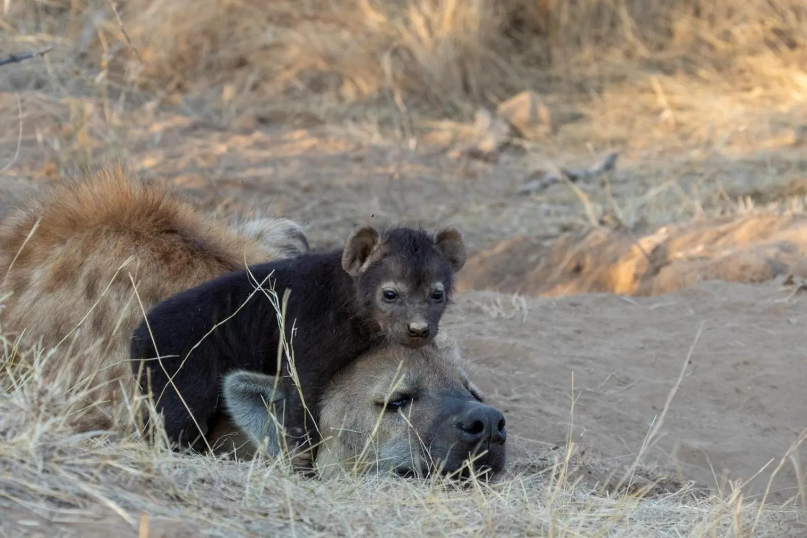 Activities in Sausage Tree Safari Camp