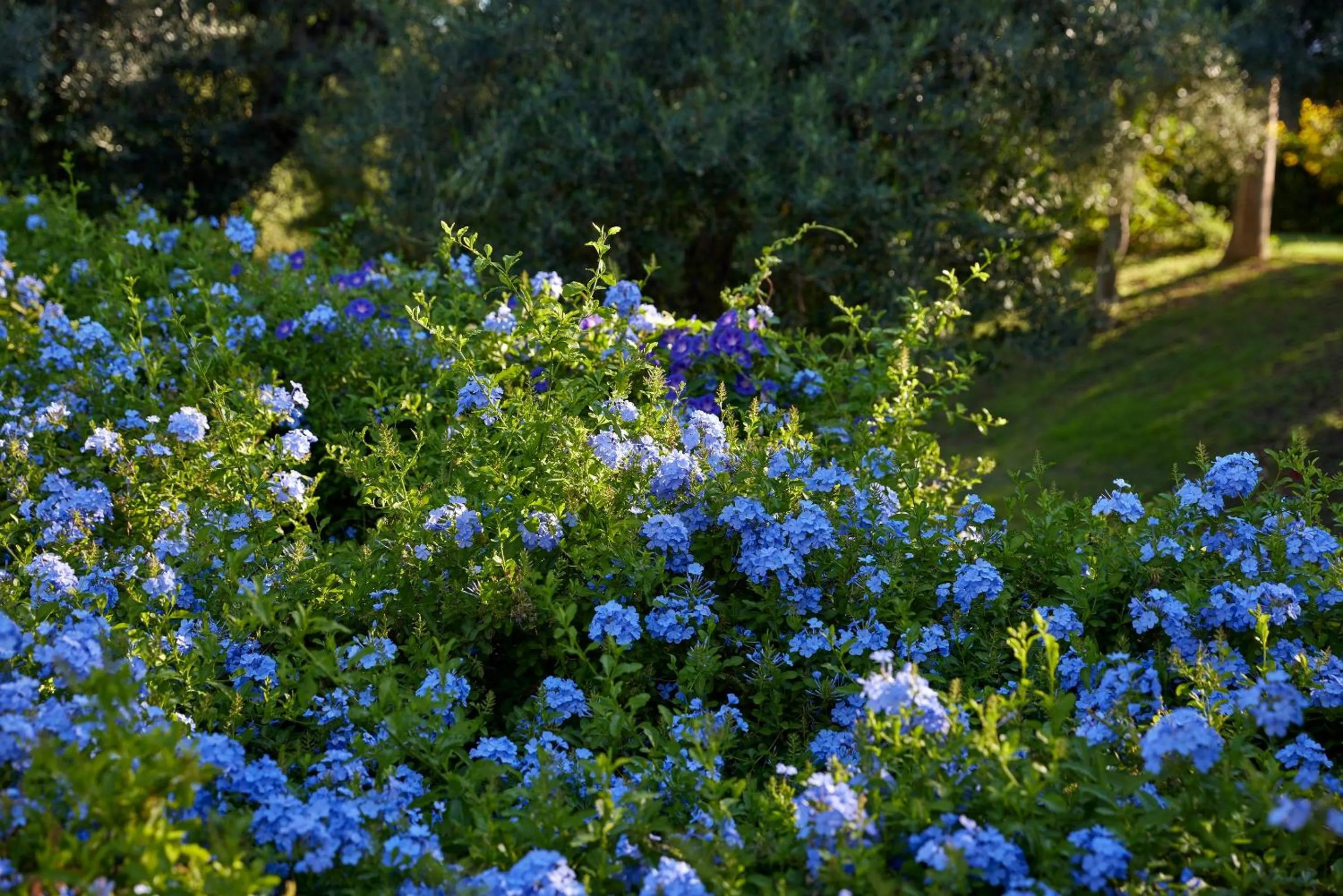 Garden in Ikos Olivia