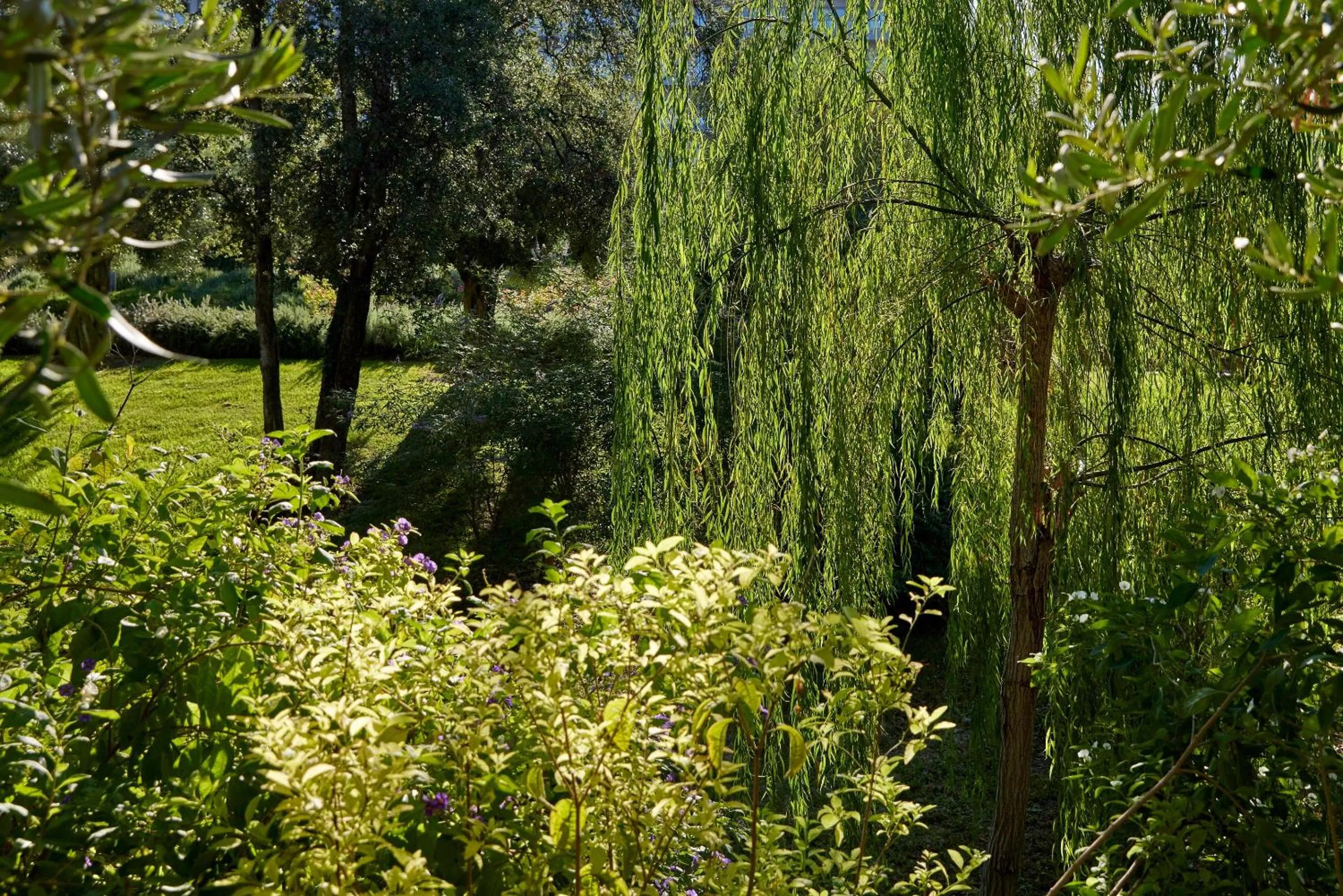 Garden in Ikos Olivia