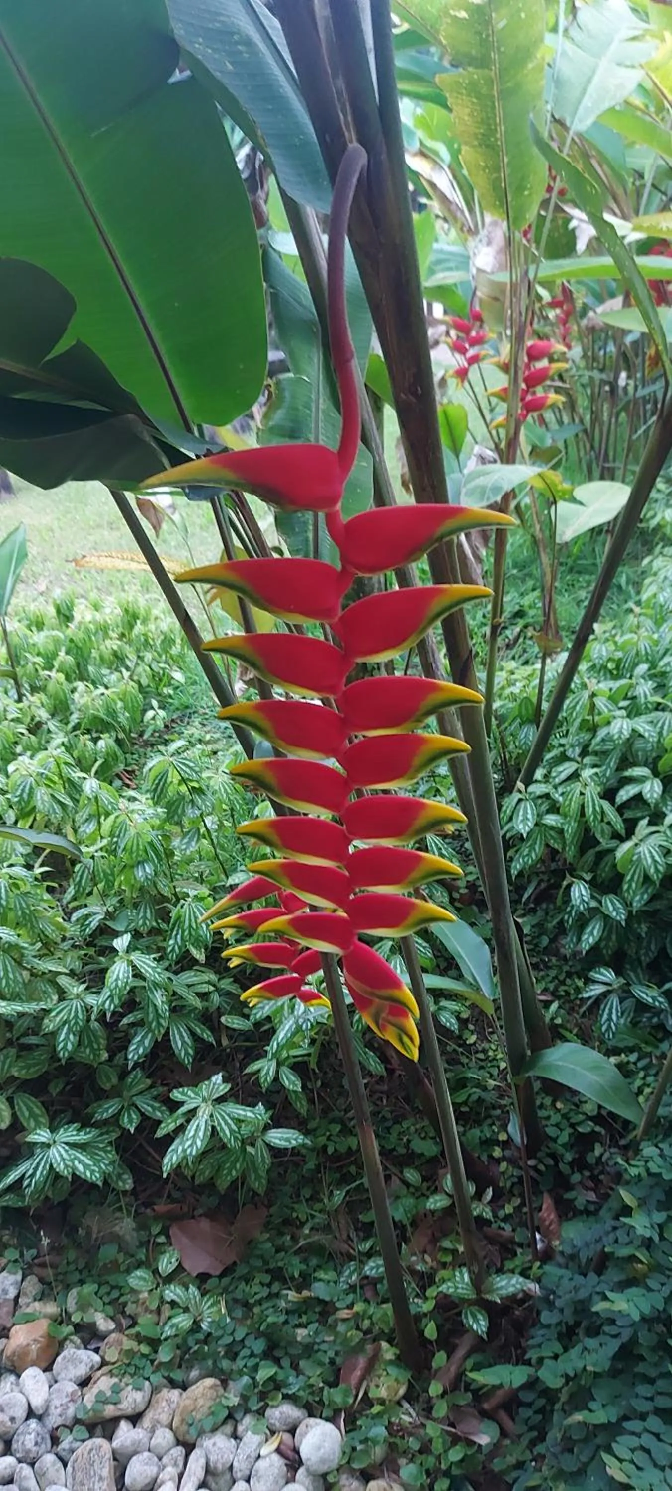 QUINTAL DA MATA