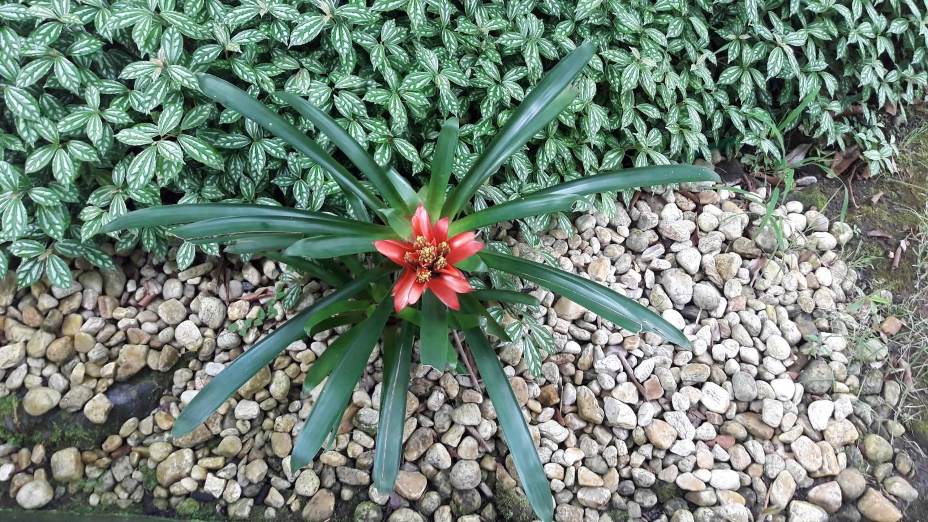 QUINTAL DA MATA
