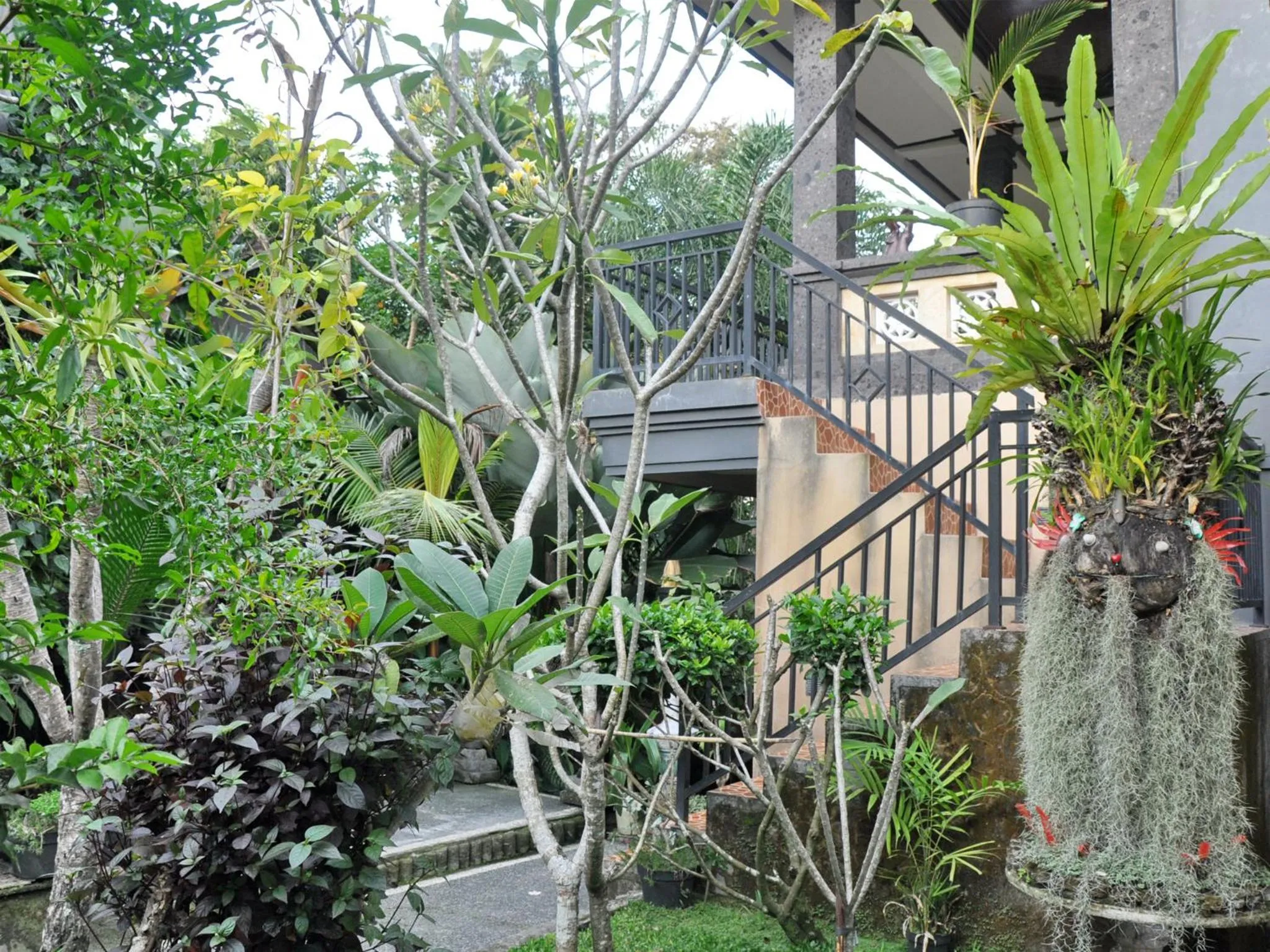 Garden in Pancer House