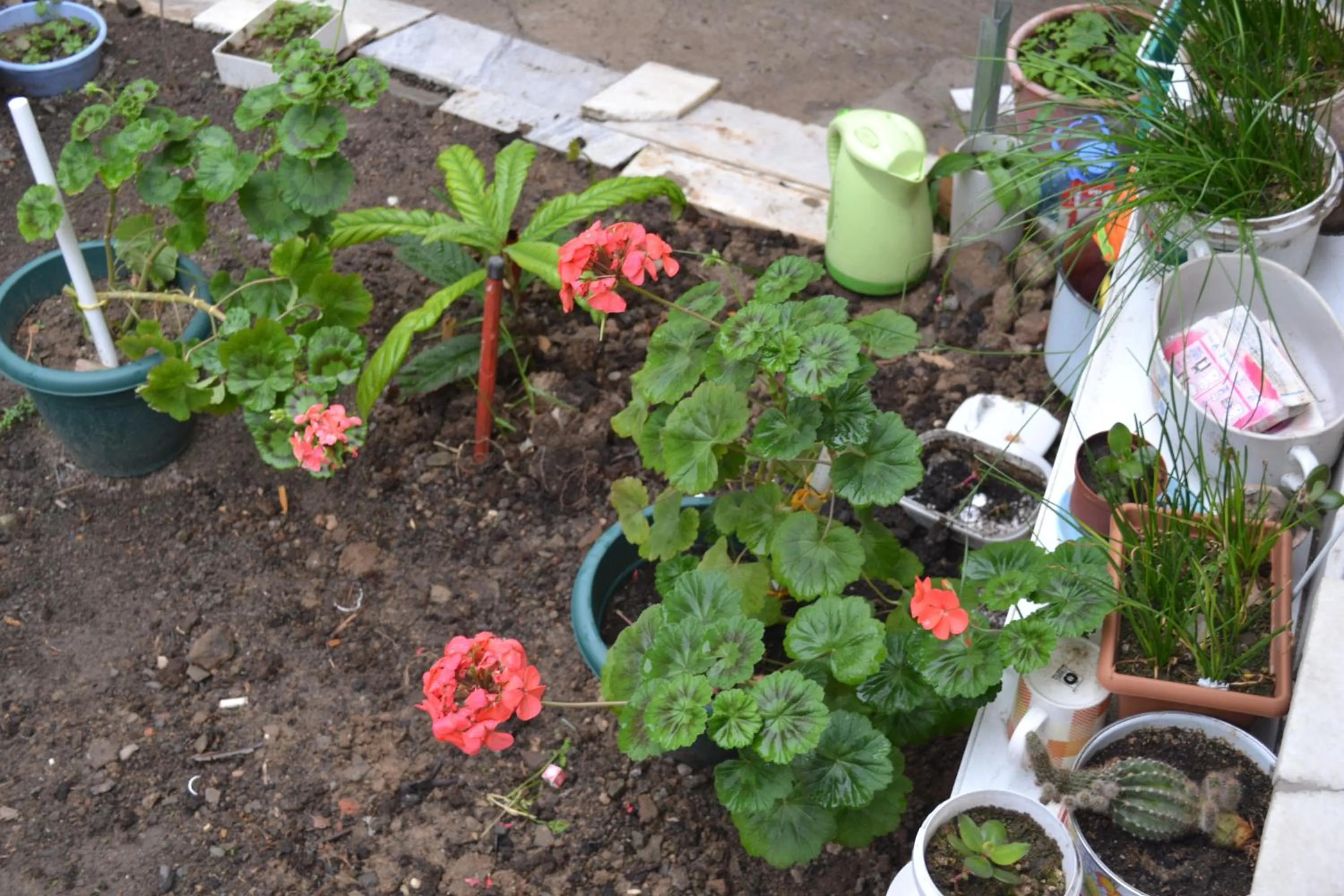 Garden in Your House In Tbilisi
