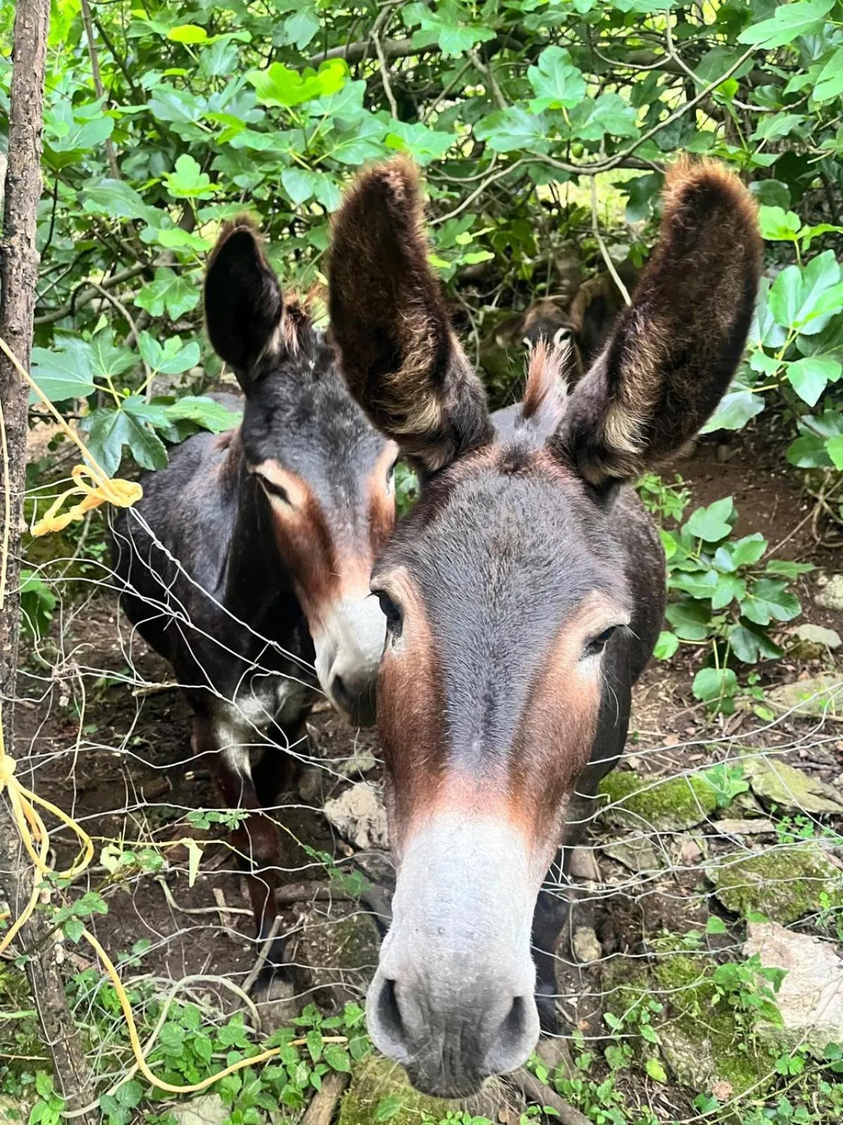 Other in Hotel Boutique Villa de Palacios - Palacio de Aras