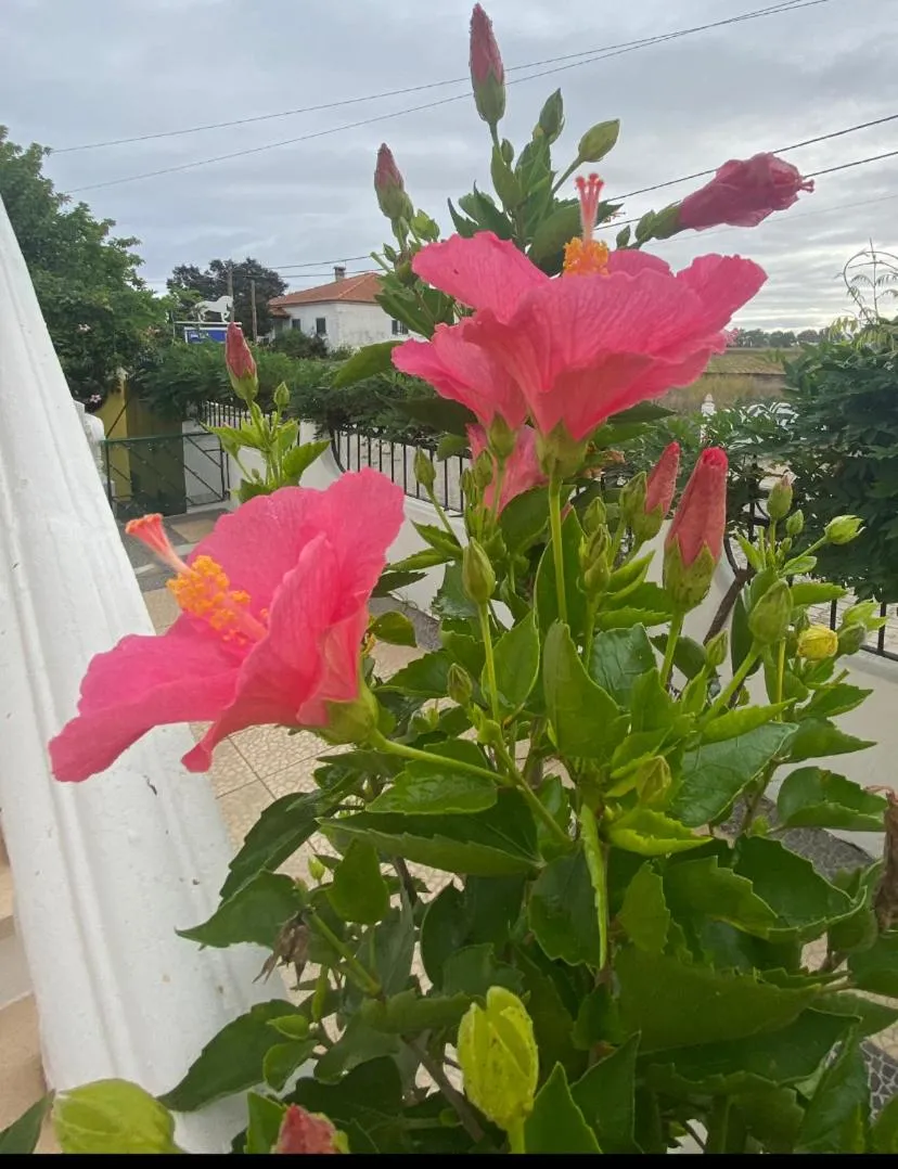 Garden in Casa de Azzancha