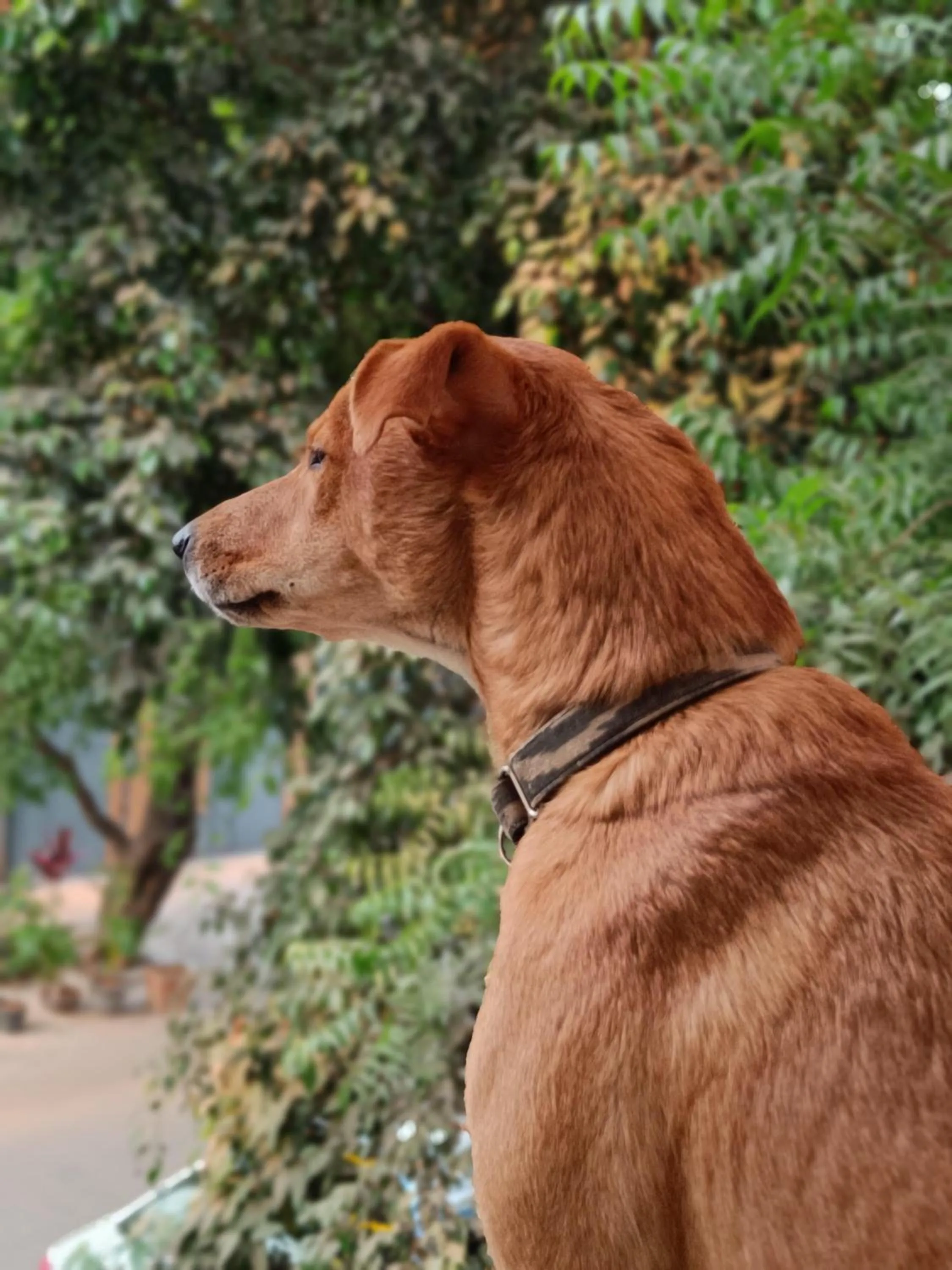 Pets in House of Stories - Indiranagar