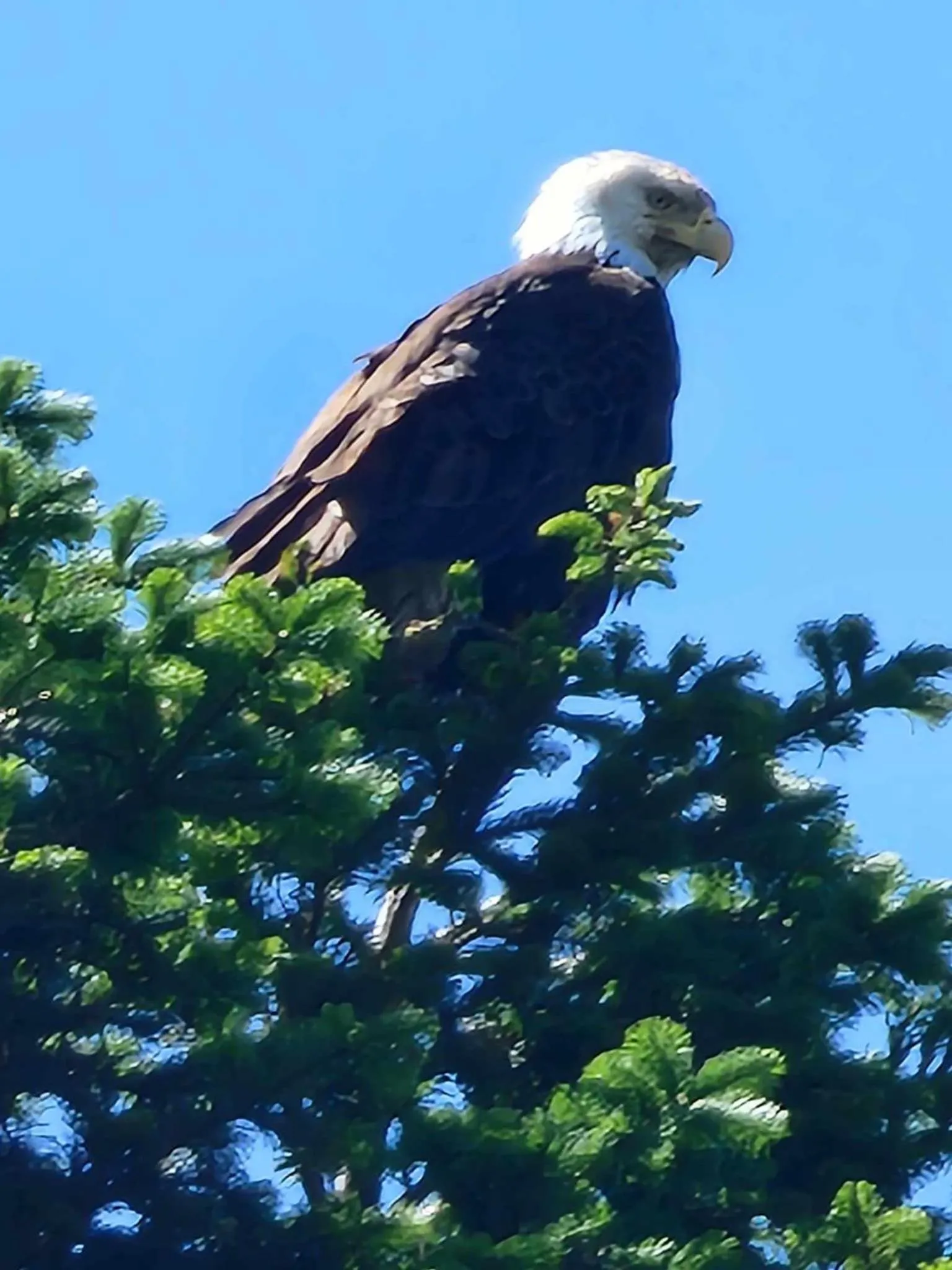 Animals in Campbell River Lodge