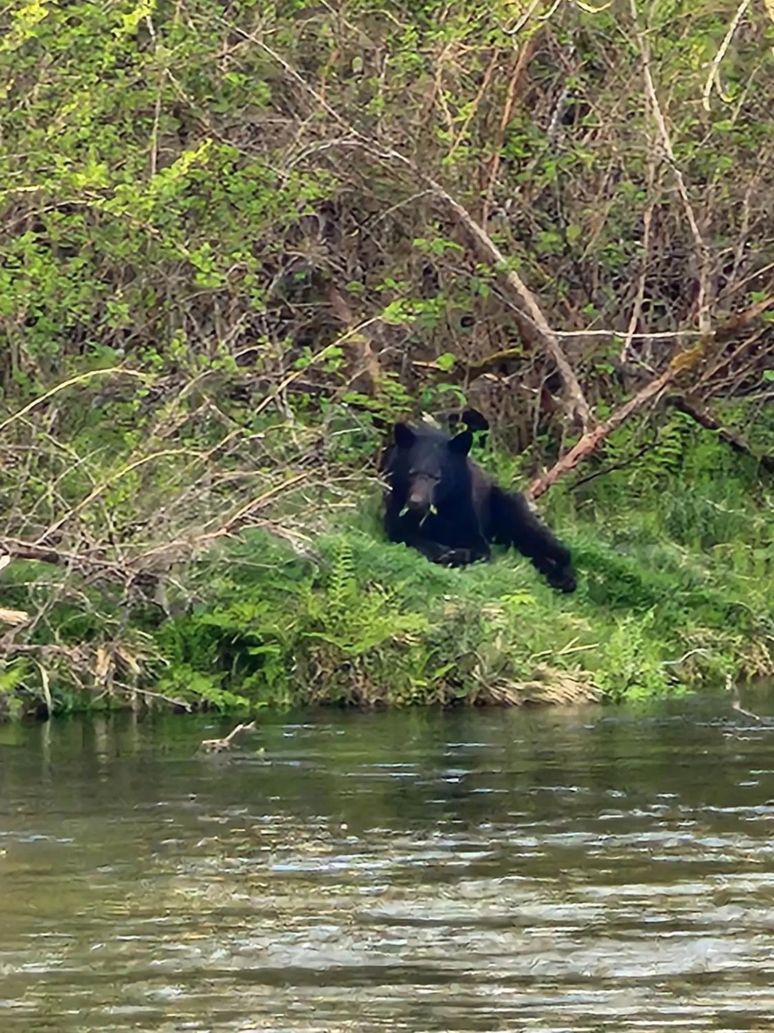 Animals in Campbell River Lodge