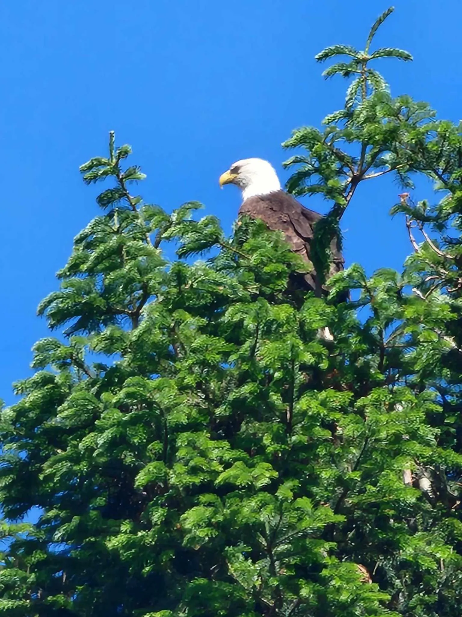 Animals in Campbell River Lodge