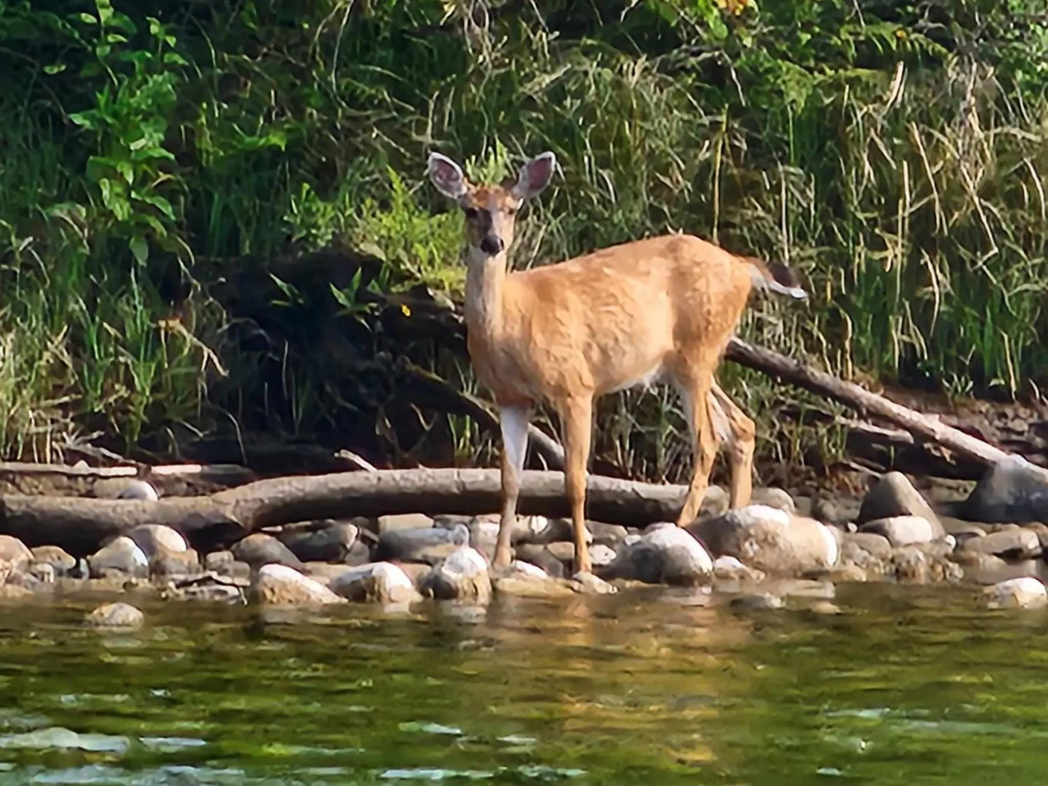 Animals in Campbell River Lodge