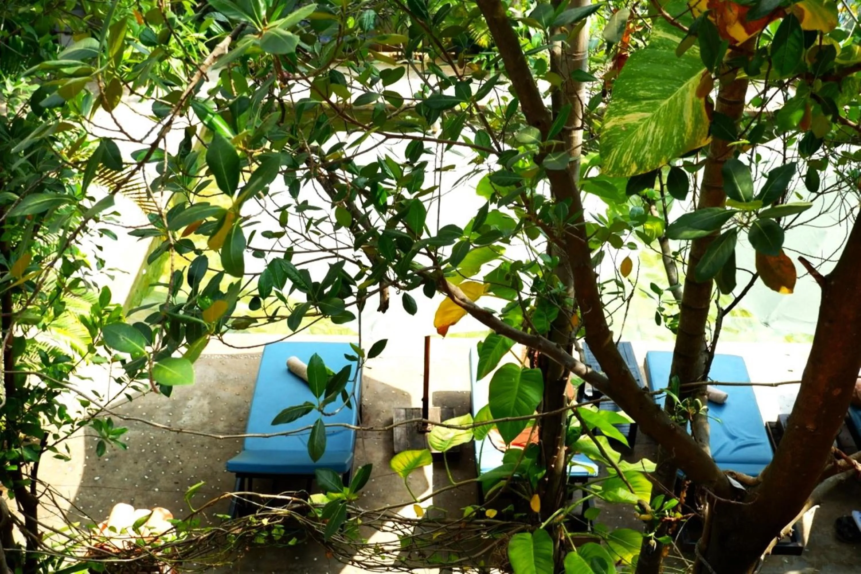 Garden view in Nary Villa