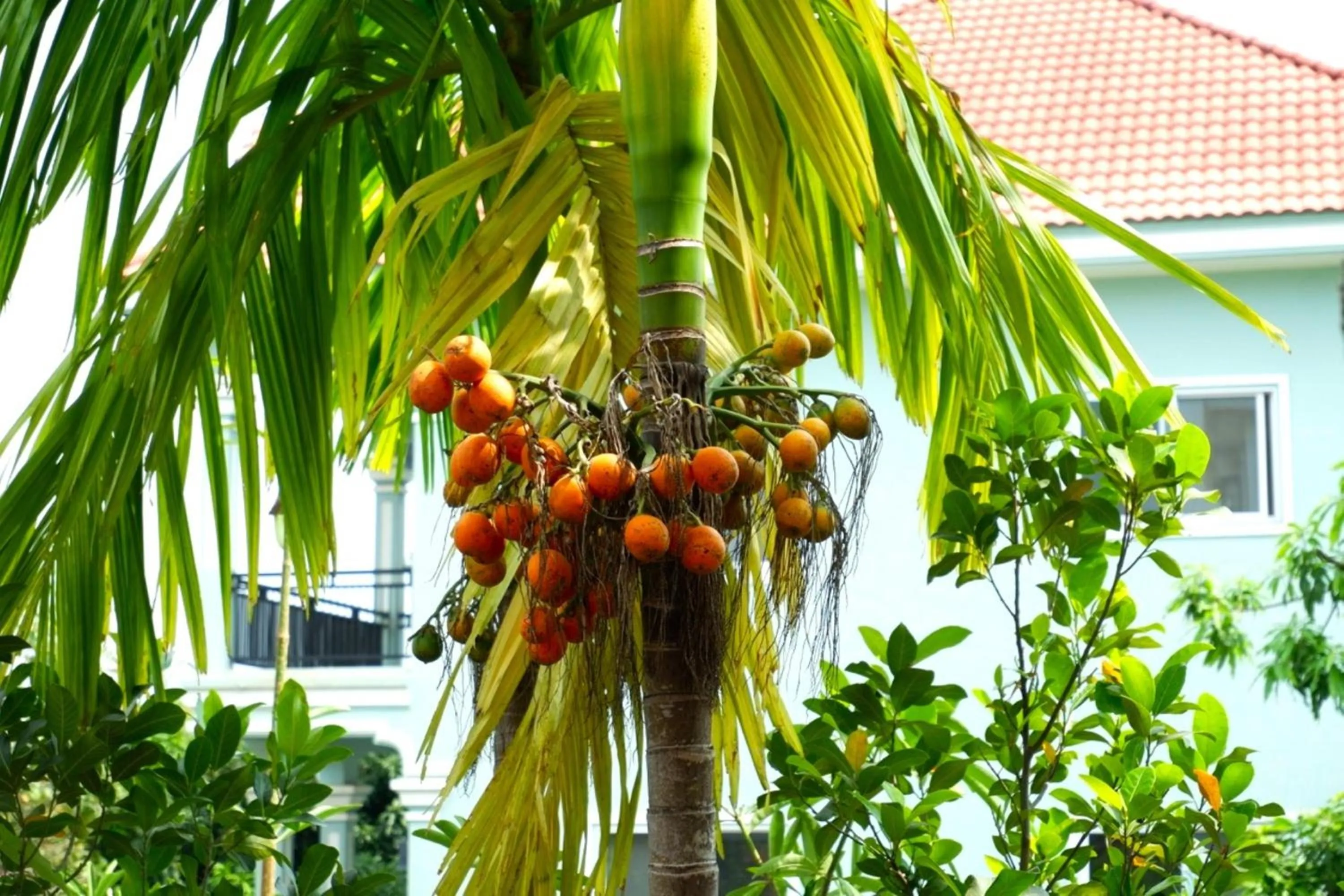 Garden view in Nary Villa