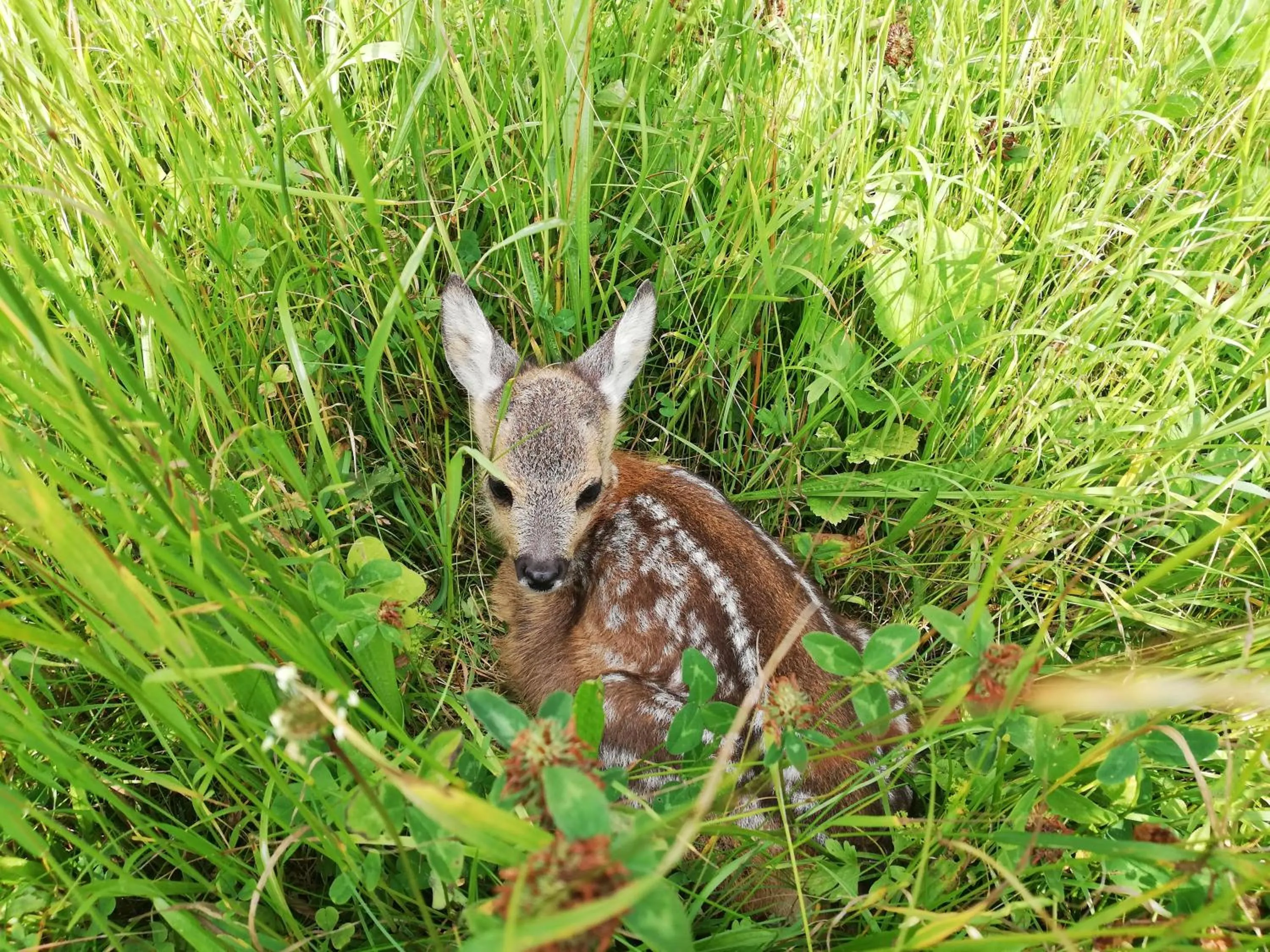 Animals in Vorderwiesgut