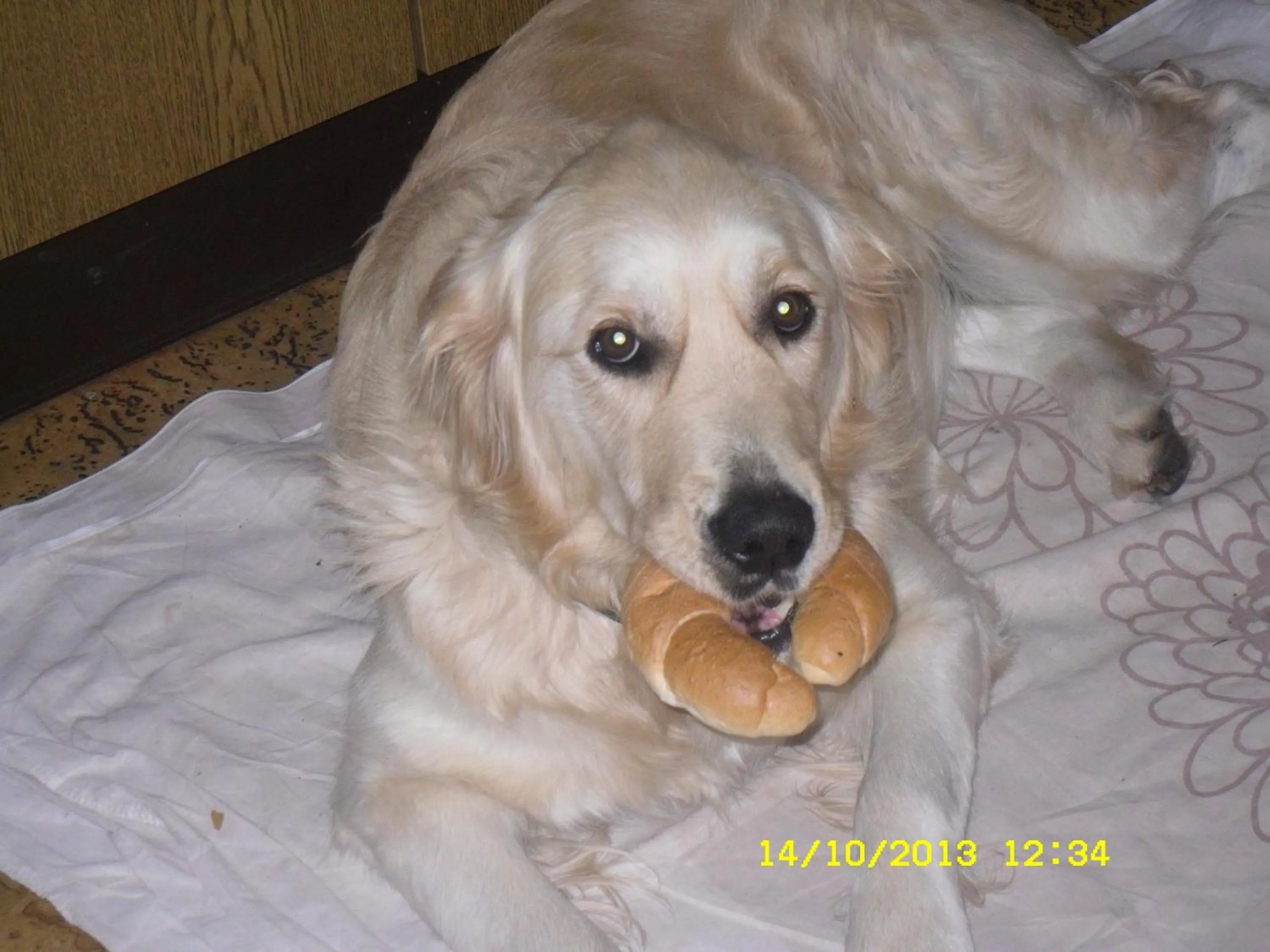 Pets in Vorderwiesgut