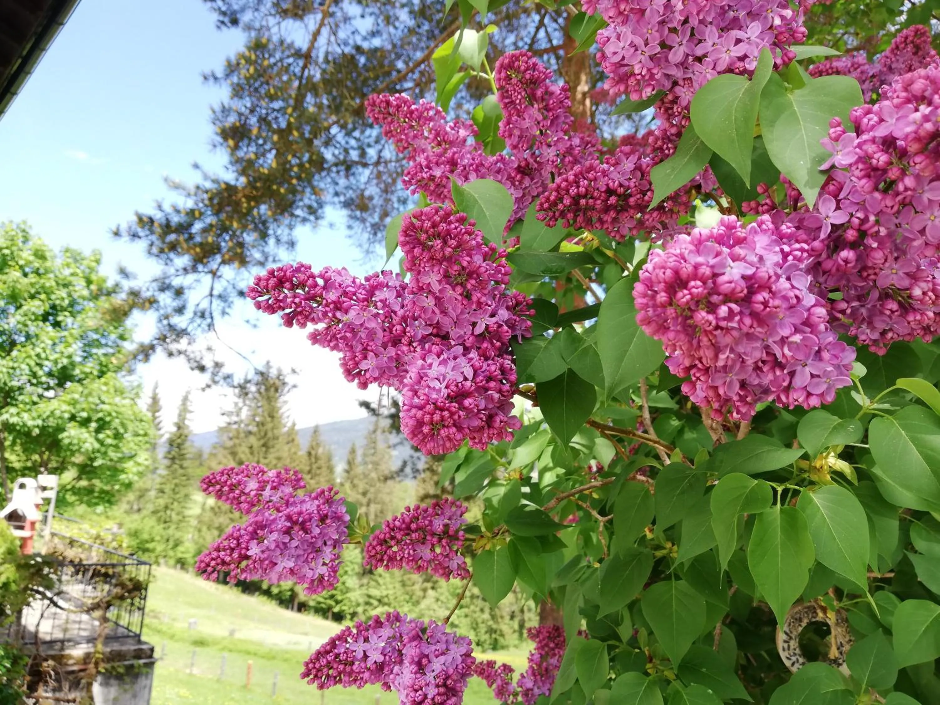 Balcony/Terrace in Vorderwiesgut