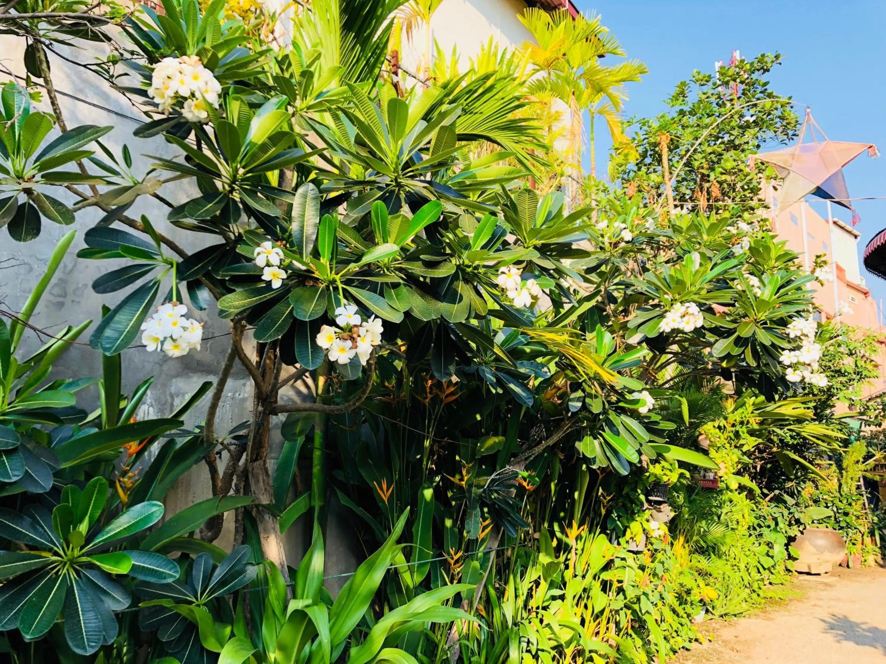 Garden in Sophat Villa