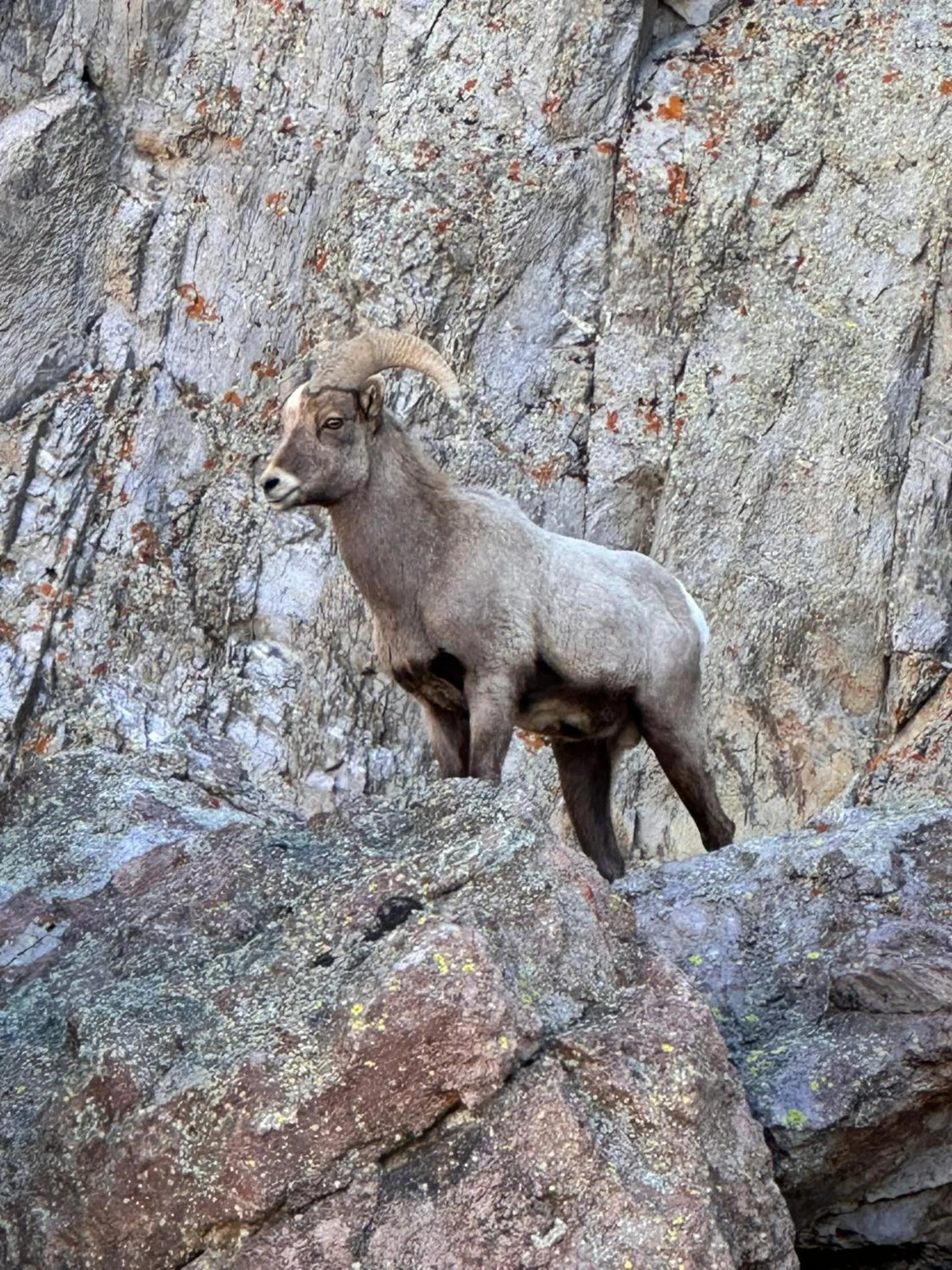 Ute Bluff Lodge, Cabins and RV park