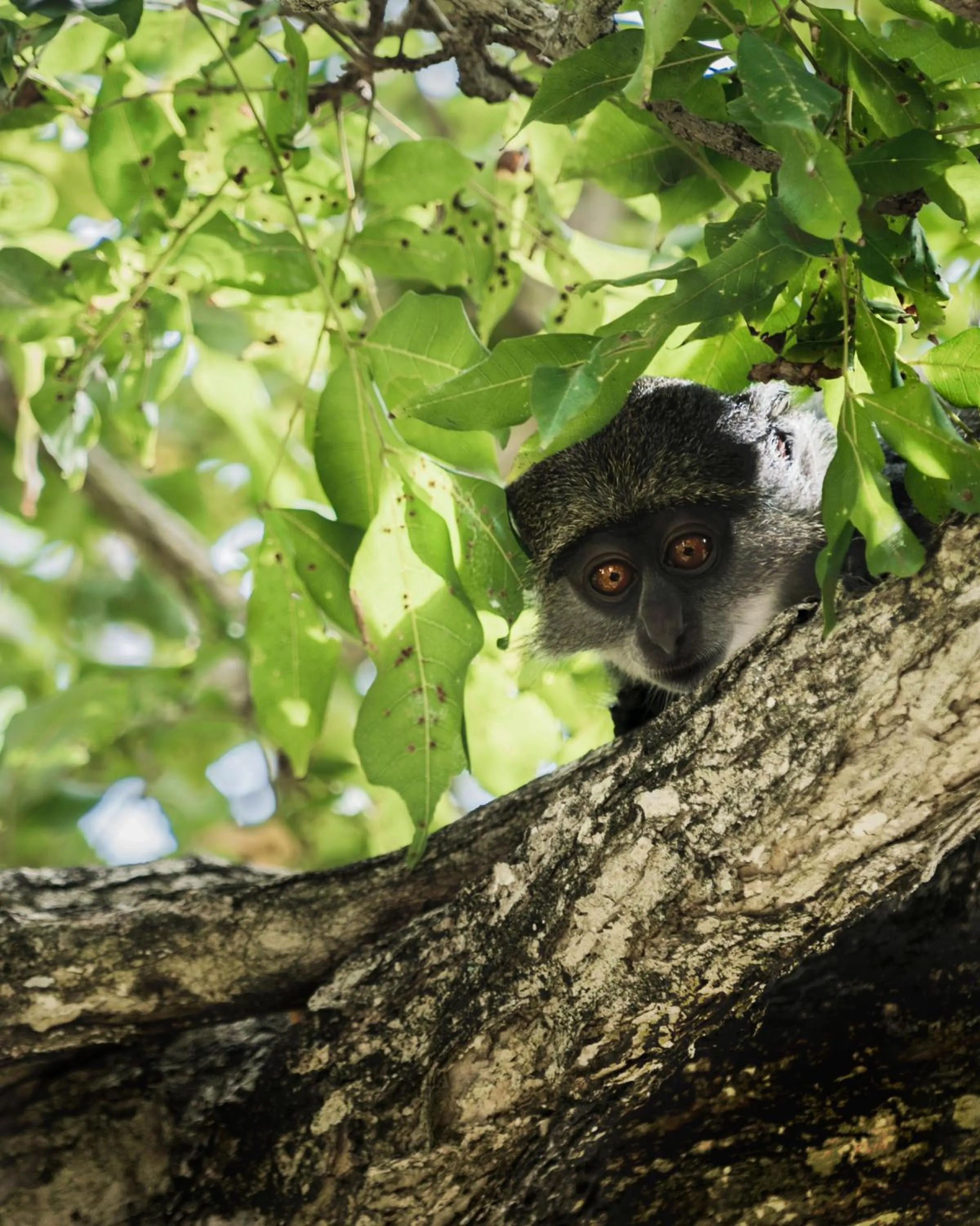 Natural landscape in Diani Sea Lodge - All Inclusive