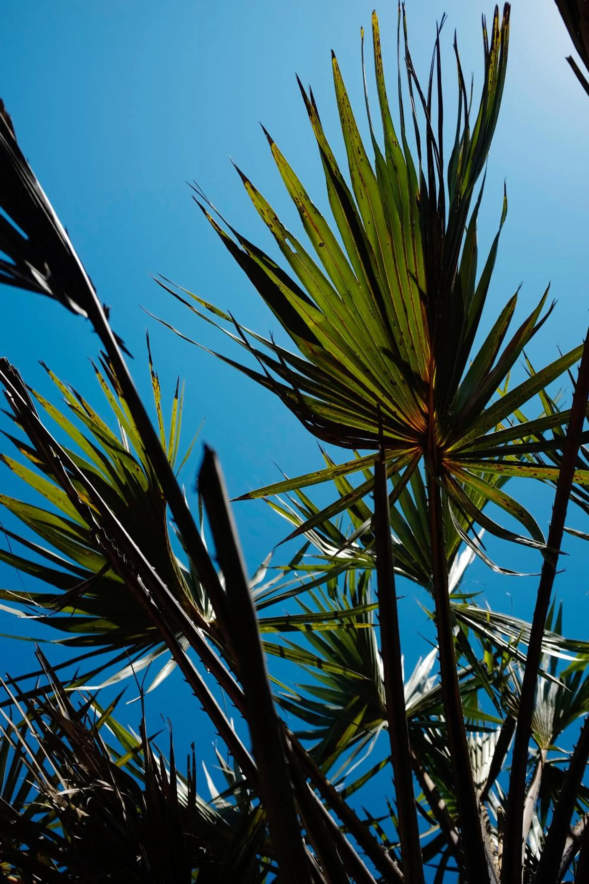 Natural landscape in Diani Sea Lodge - All Inclusive
