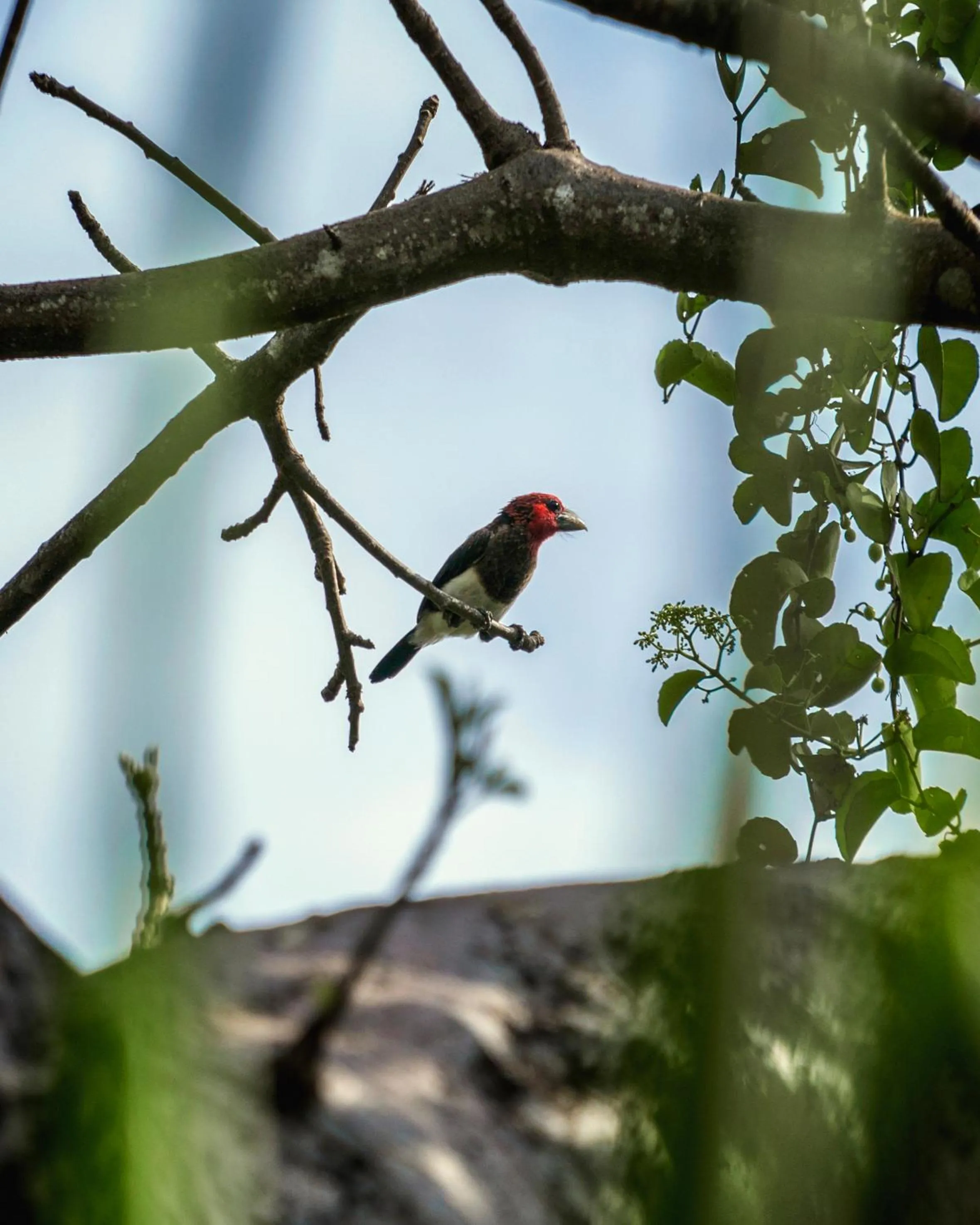 Day in Diani Sea Lodge - All Inclusive