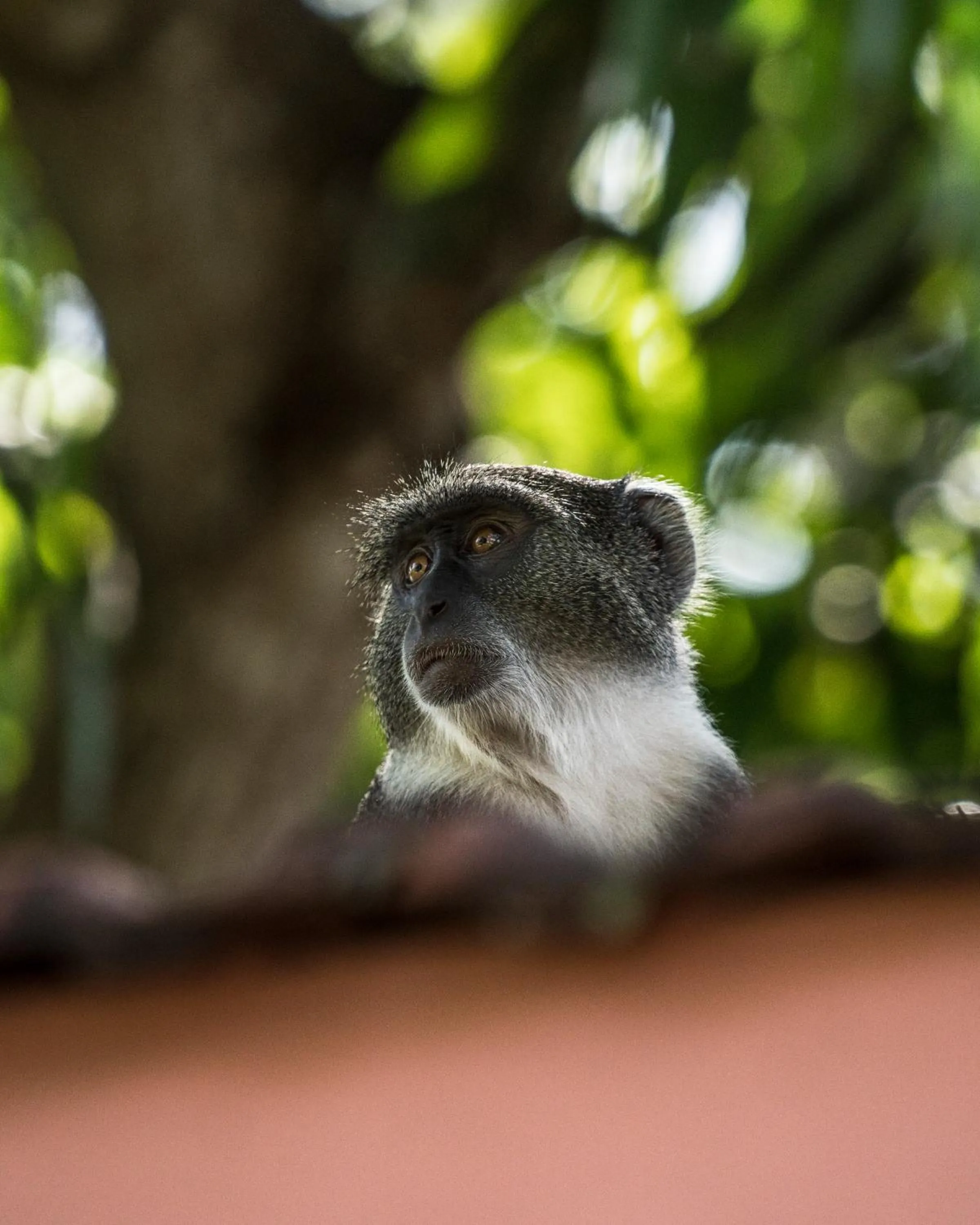 Animals in Diani Sea Lodge - All Inclusive