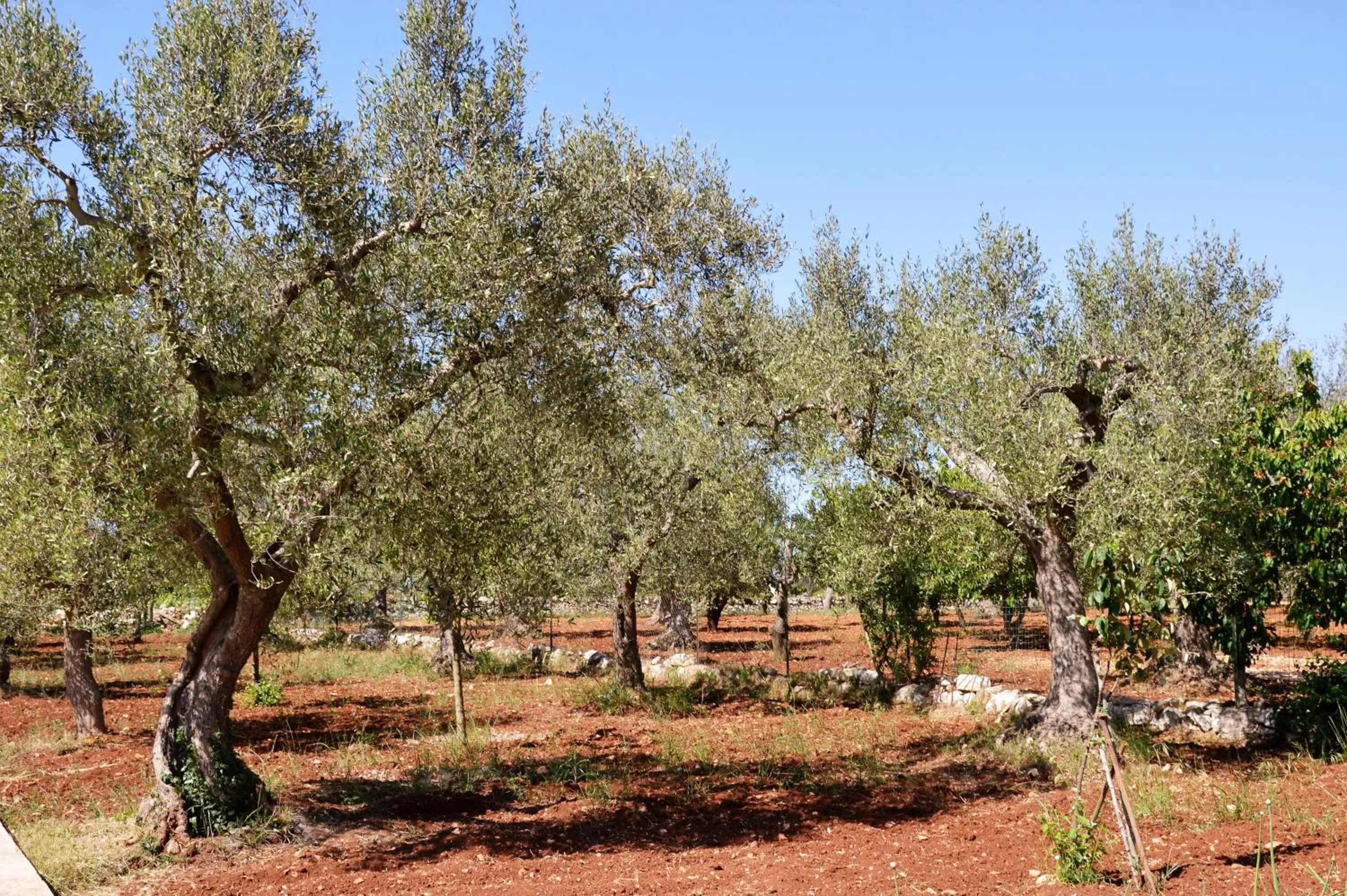 Garden in Casa delle Rondini