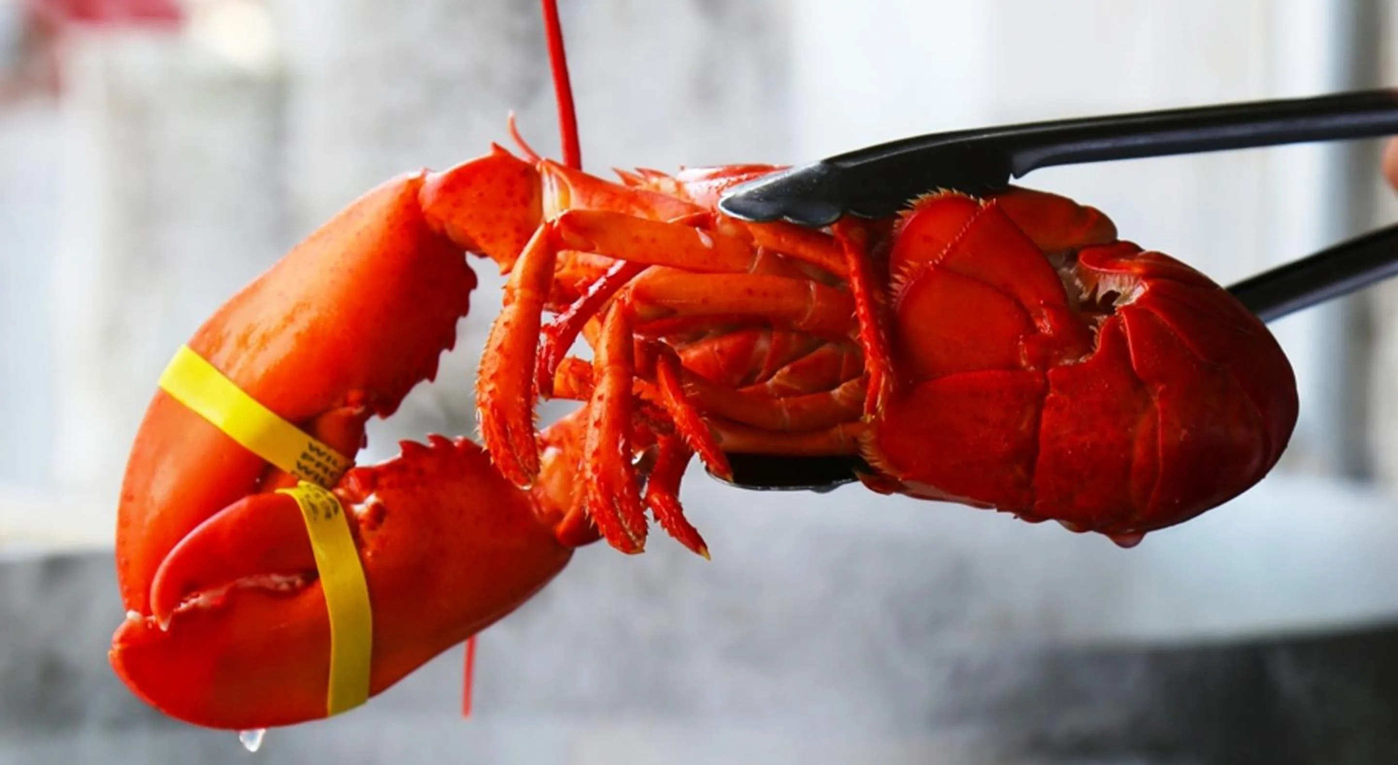 Food close-up in Cliff House Maine