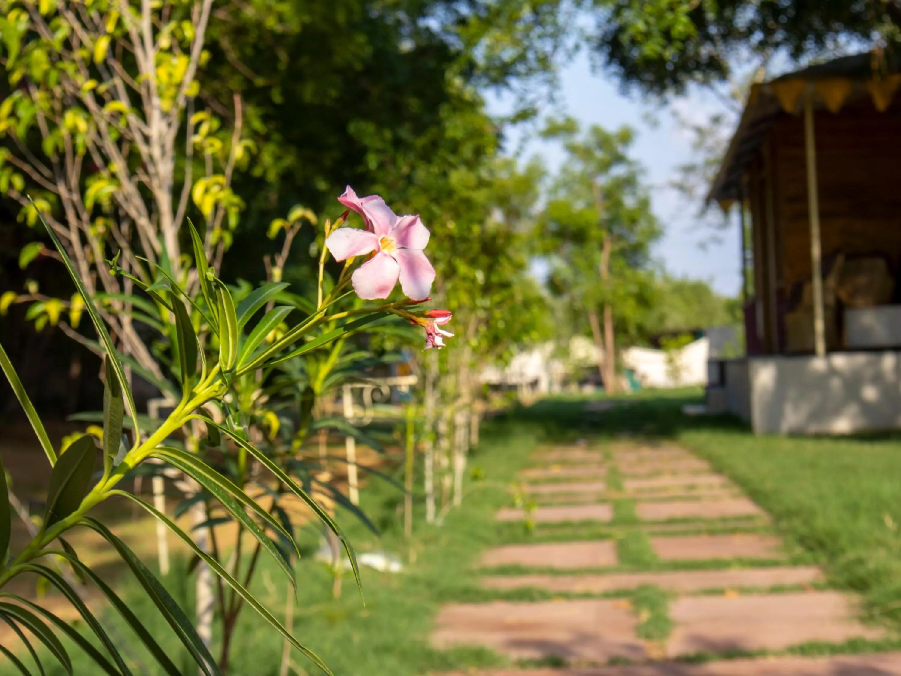 Garden in Aranya by Stories