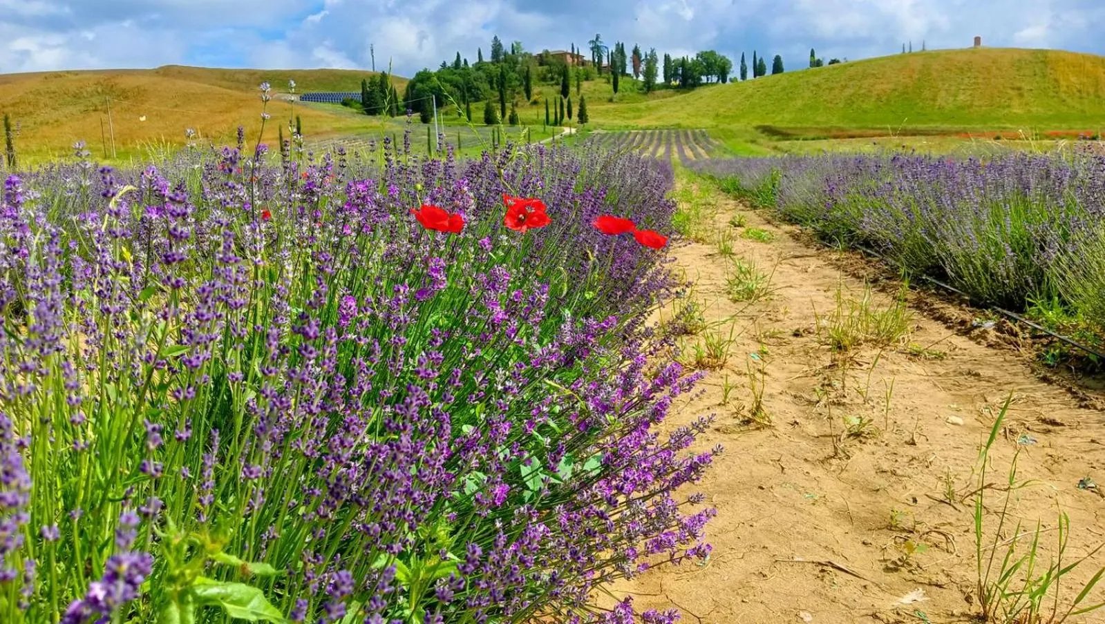 Spring in Tenuta d'Arbia, Siena