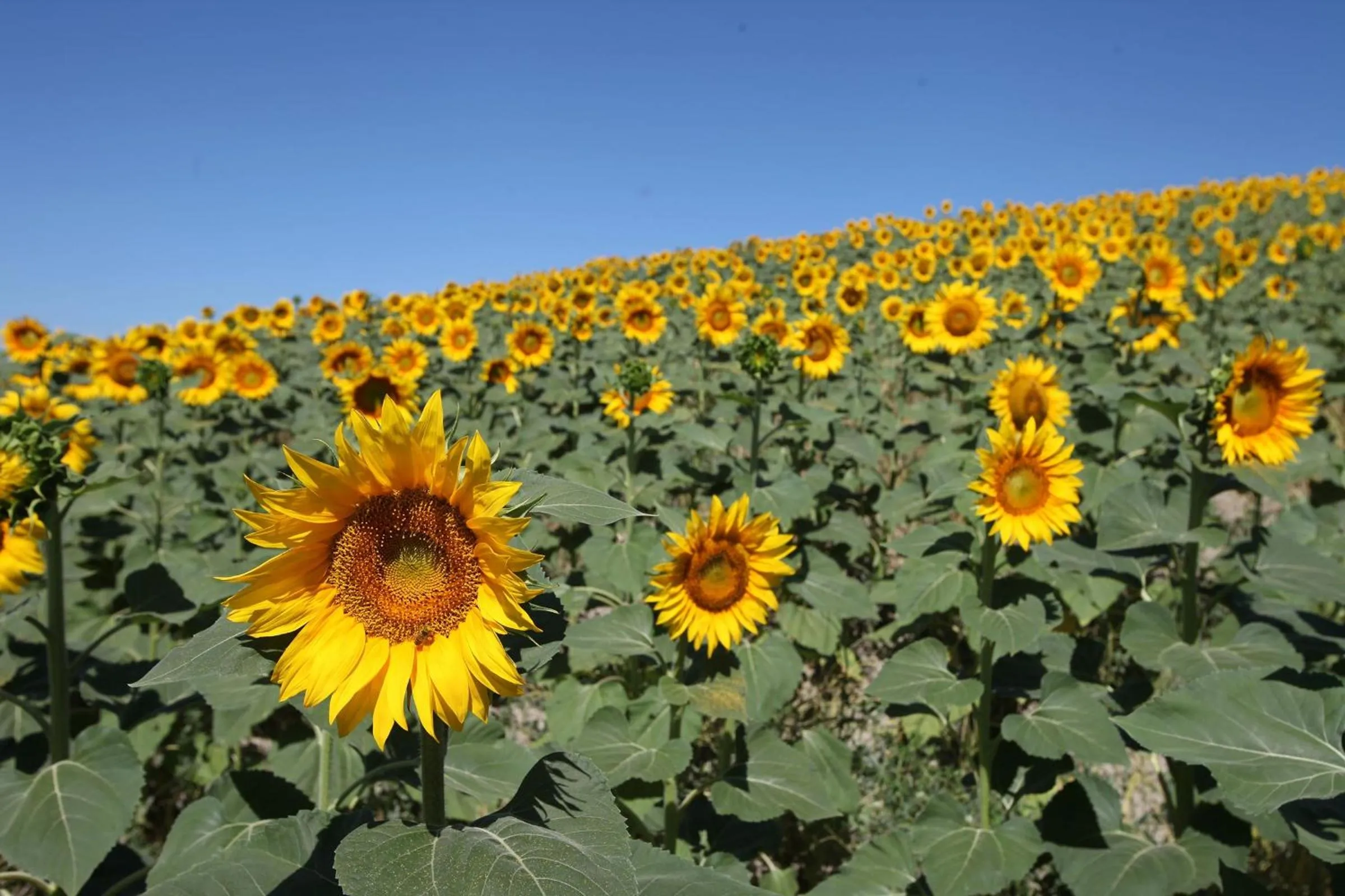 Day in Tenuta d'Arbia, Siena