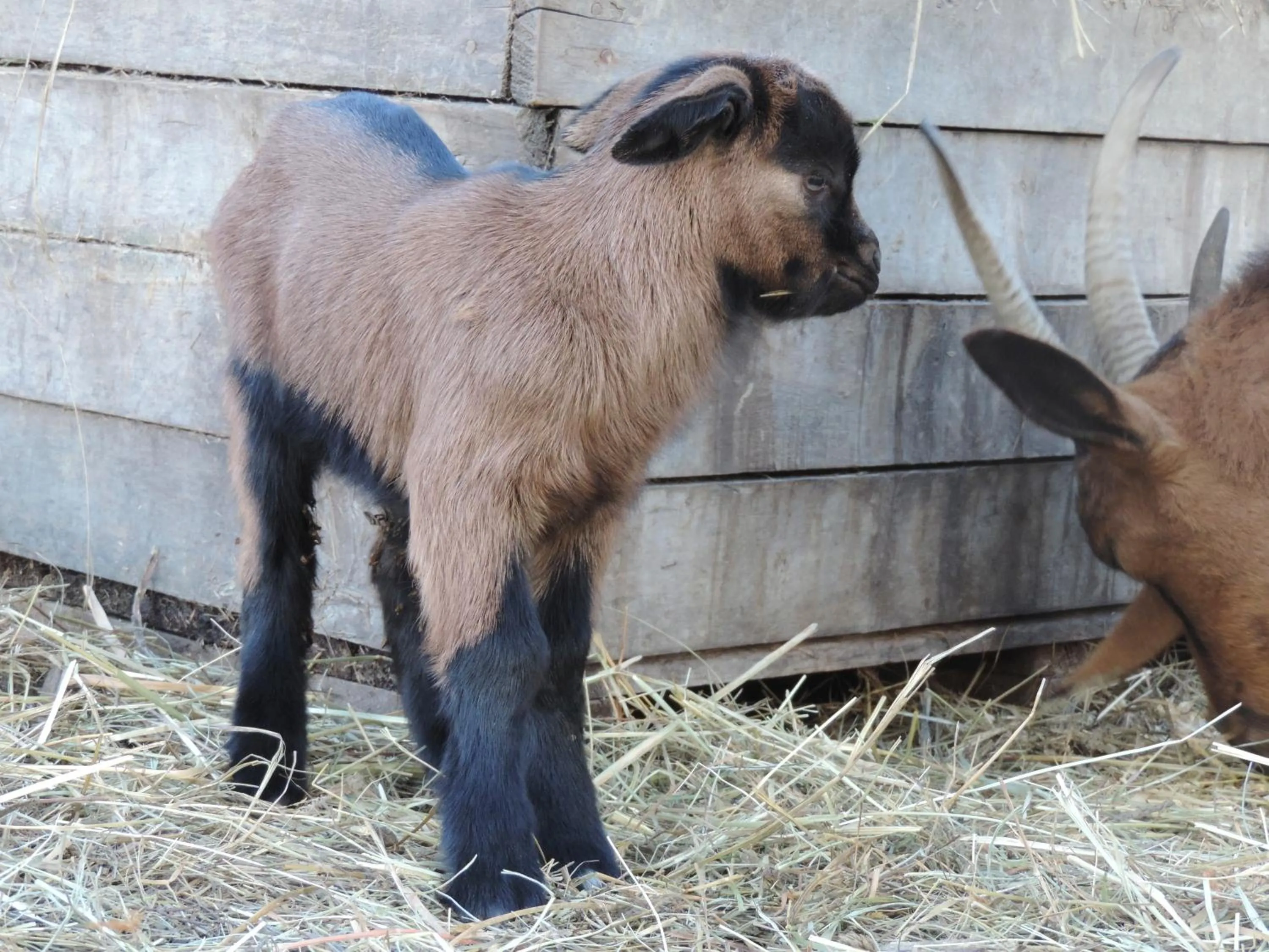 Società Agricola Cacigolara