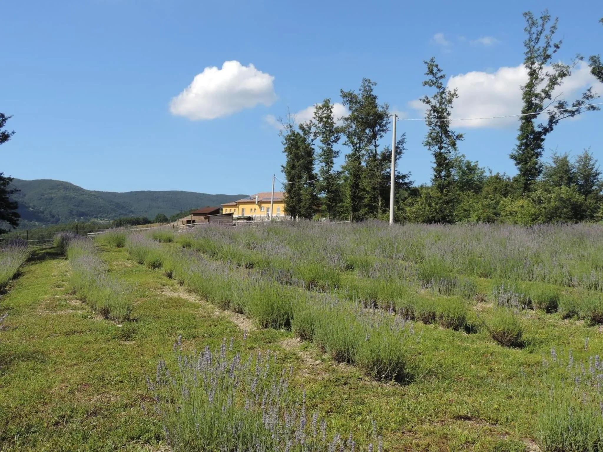 Società Agricola Cacigolara
