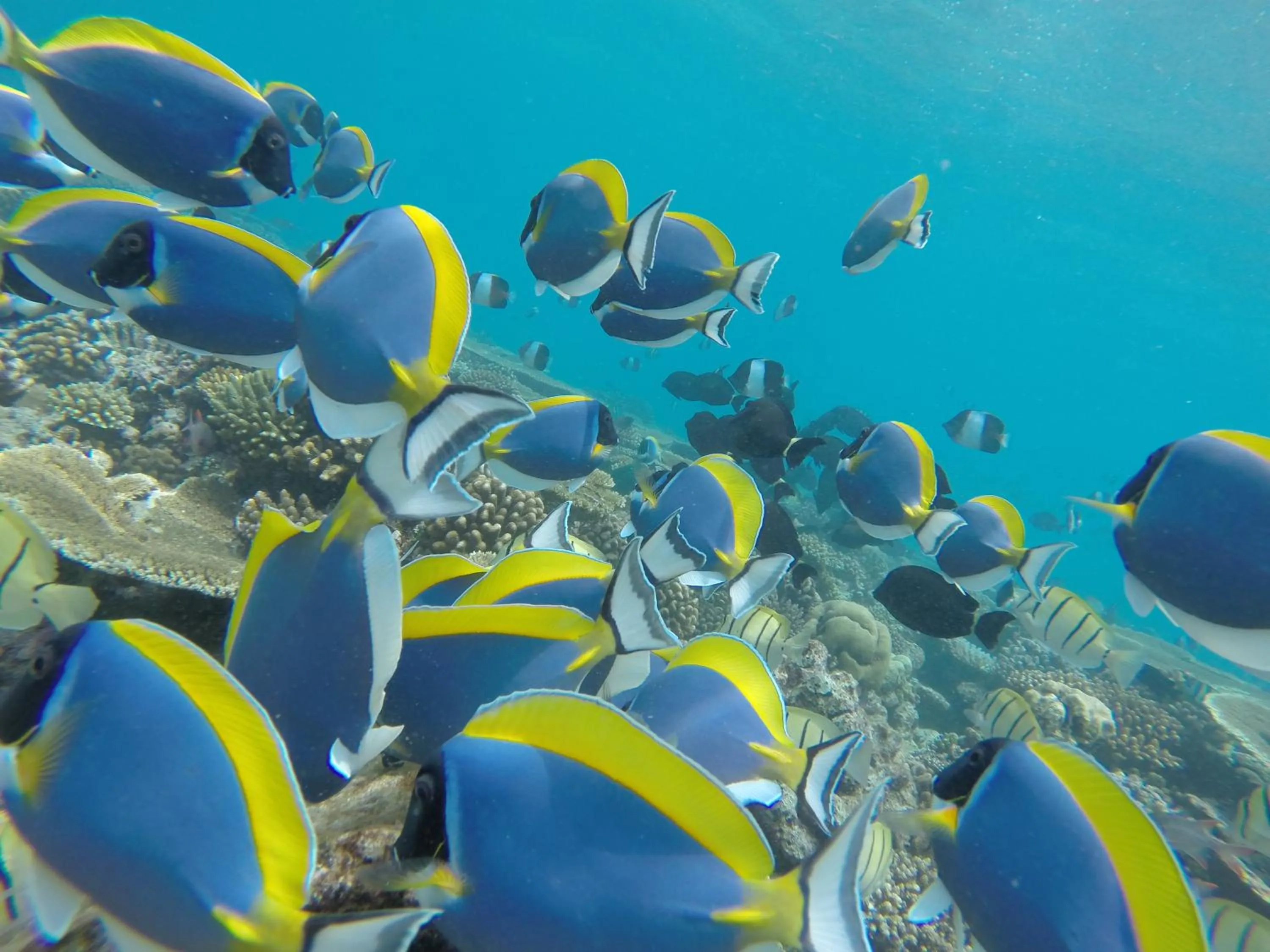 Snorkeling in Rasdhoo Coralville