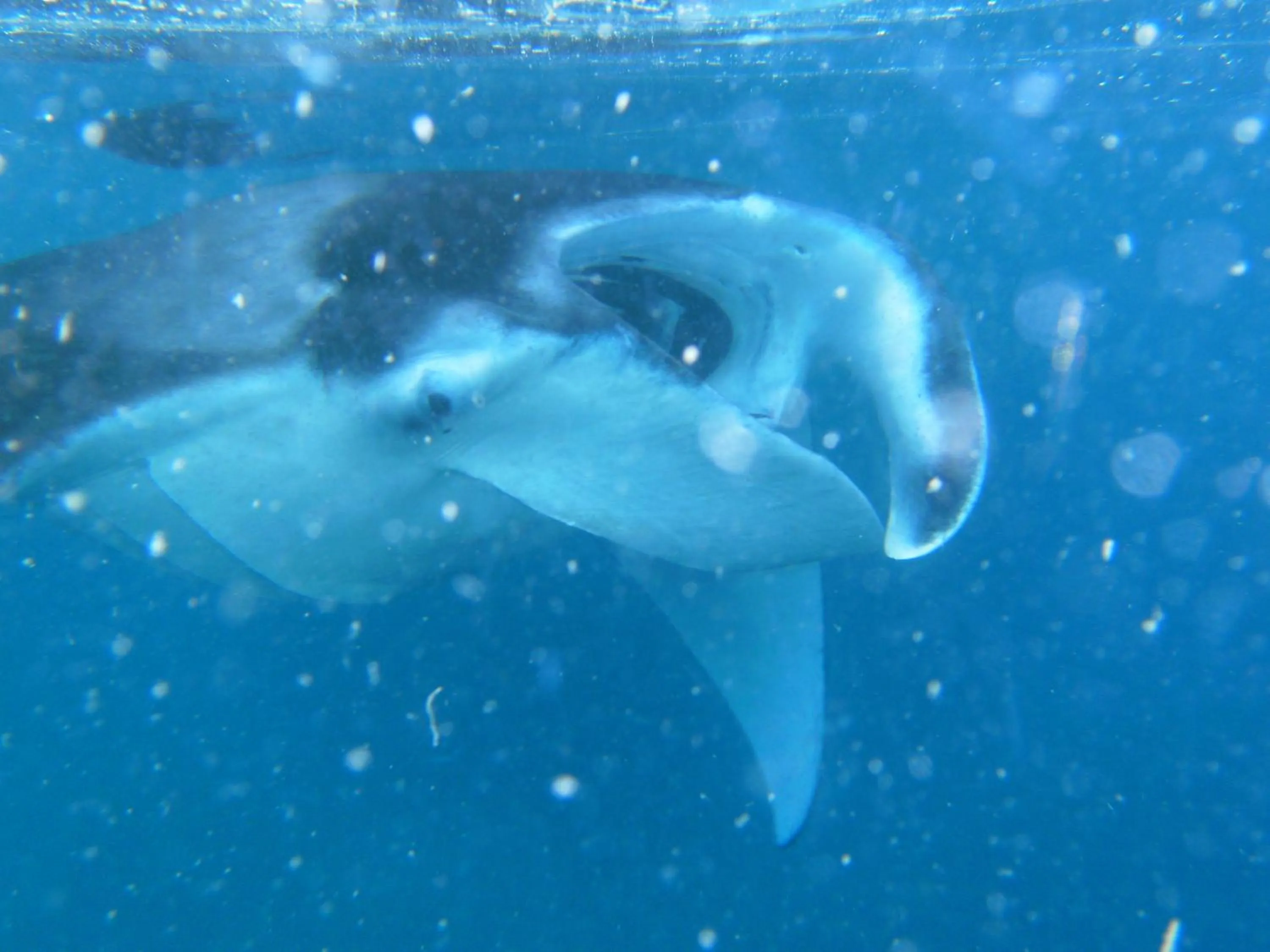 Diving in Rasdhoo Coralville