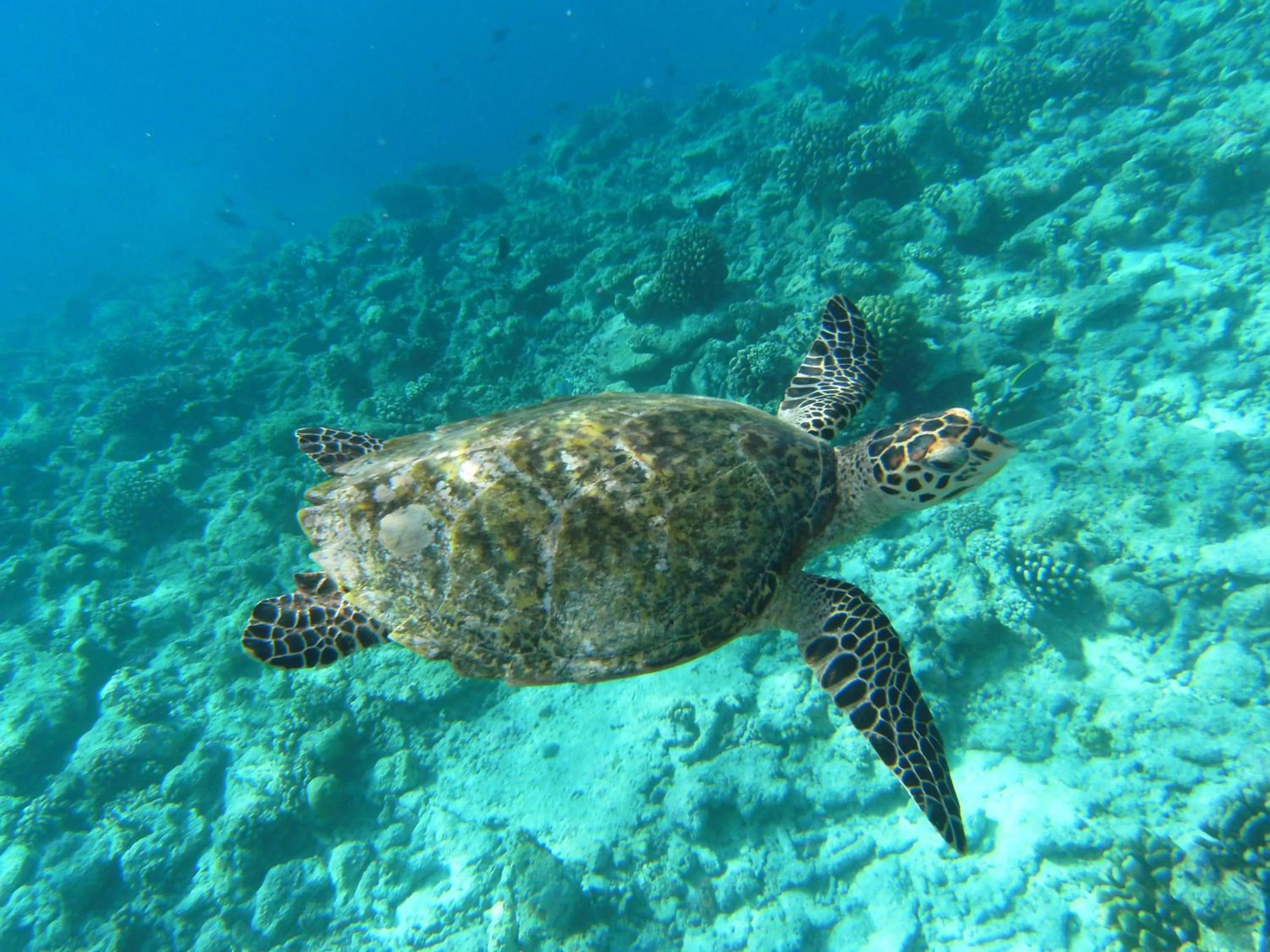 Snorkeling in Rasdhoo Coralville