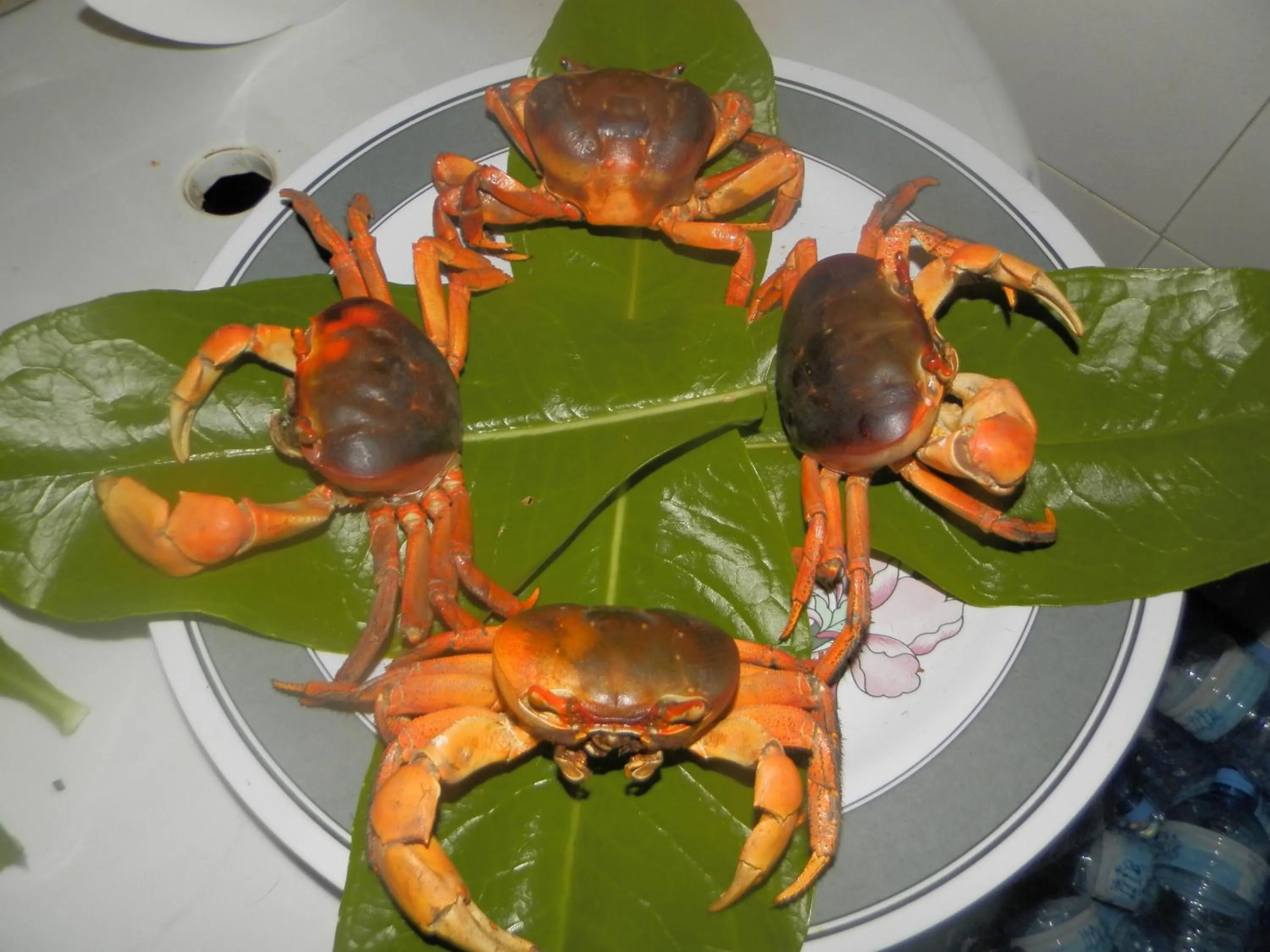 Restaurant/places to eat in Rasdhoo Coralville