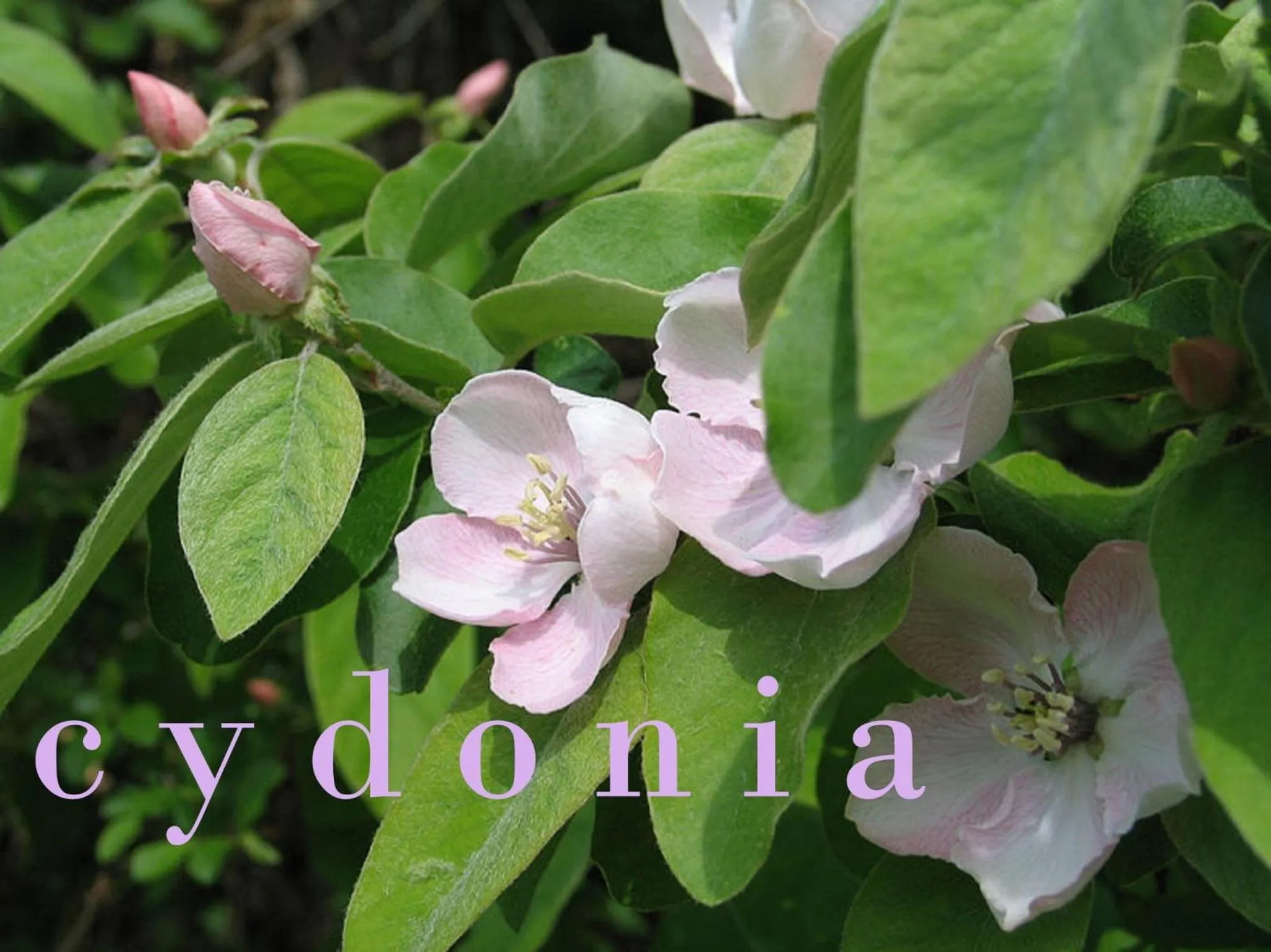 Decorative detail in B&B Ferme Knaapen