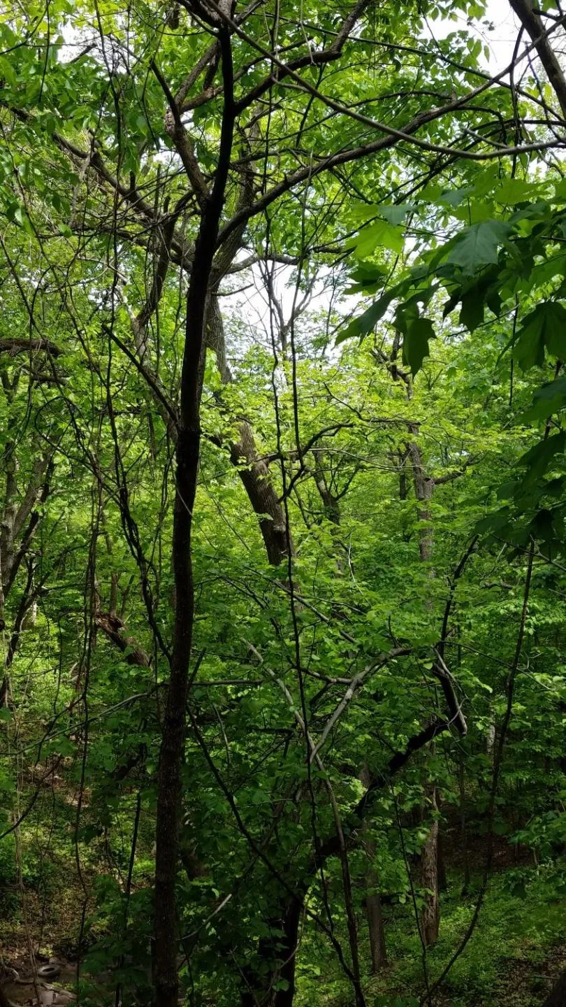Natural landscape in Burr Oak Motel
