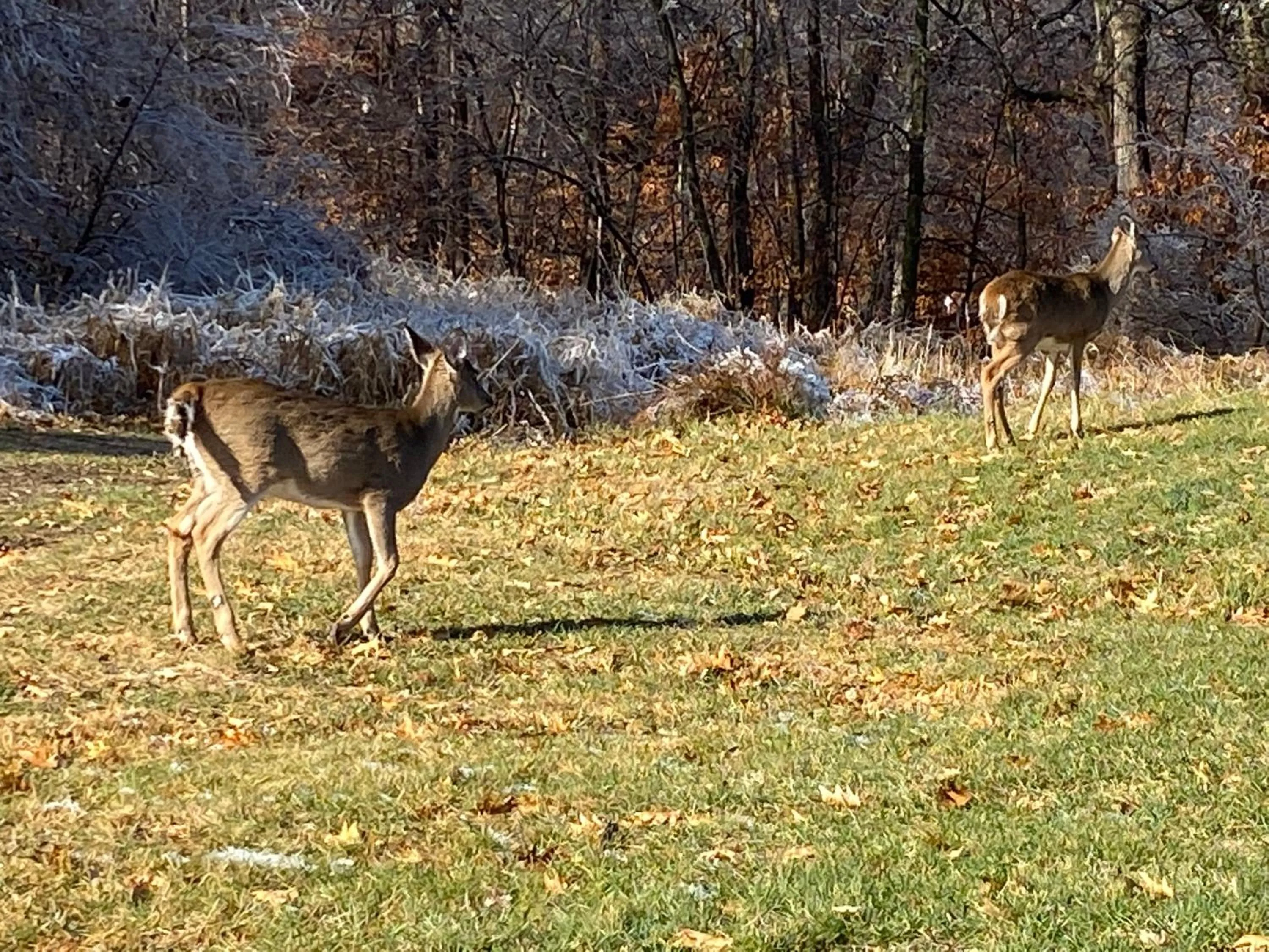 Animals in Burr Oak Motel