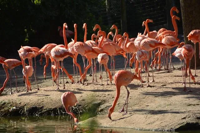 Brookside Hotel & Restaurant ,Suitable for Solo Travelers Couples Educational Groups & Families welcome