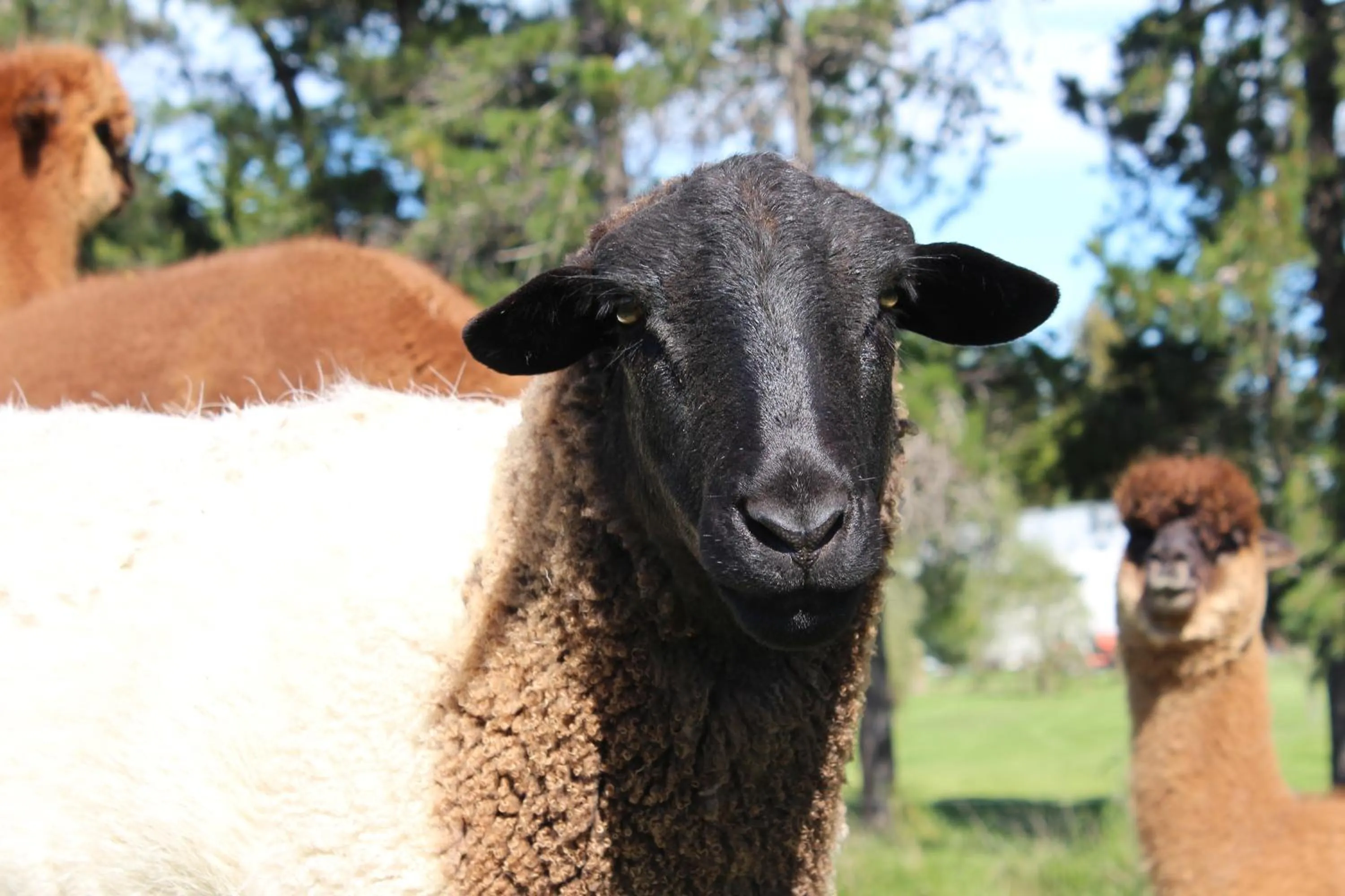 Animals in Misty River Retreat