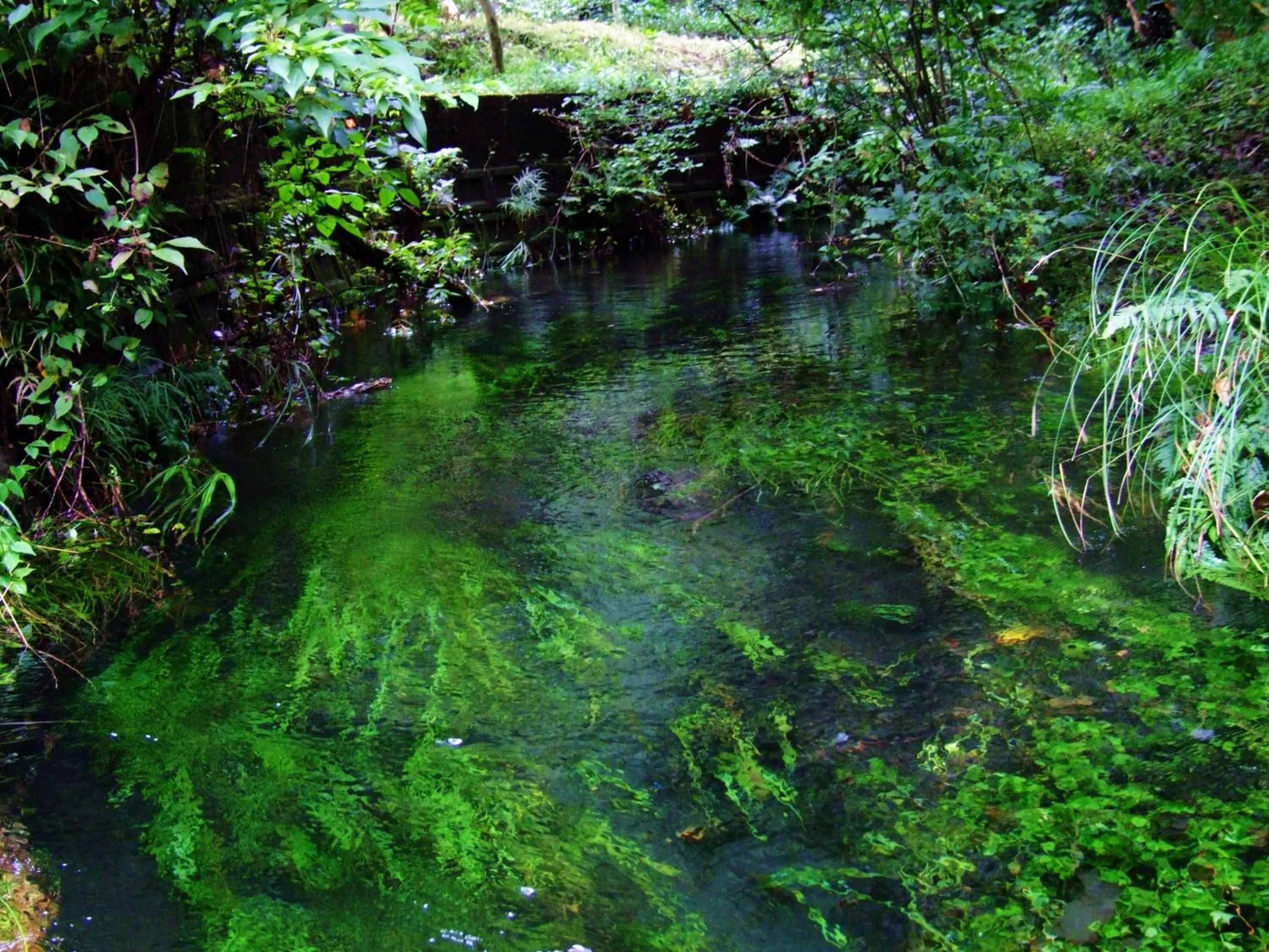 Natural landscape in Sen-no-Mori