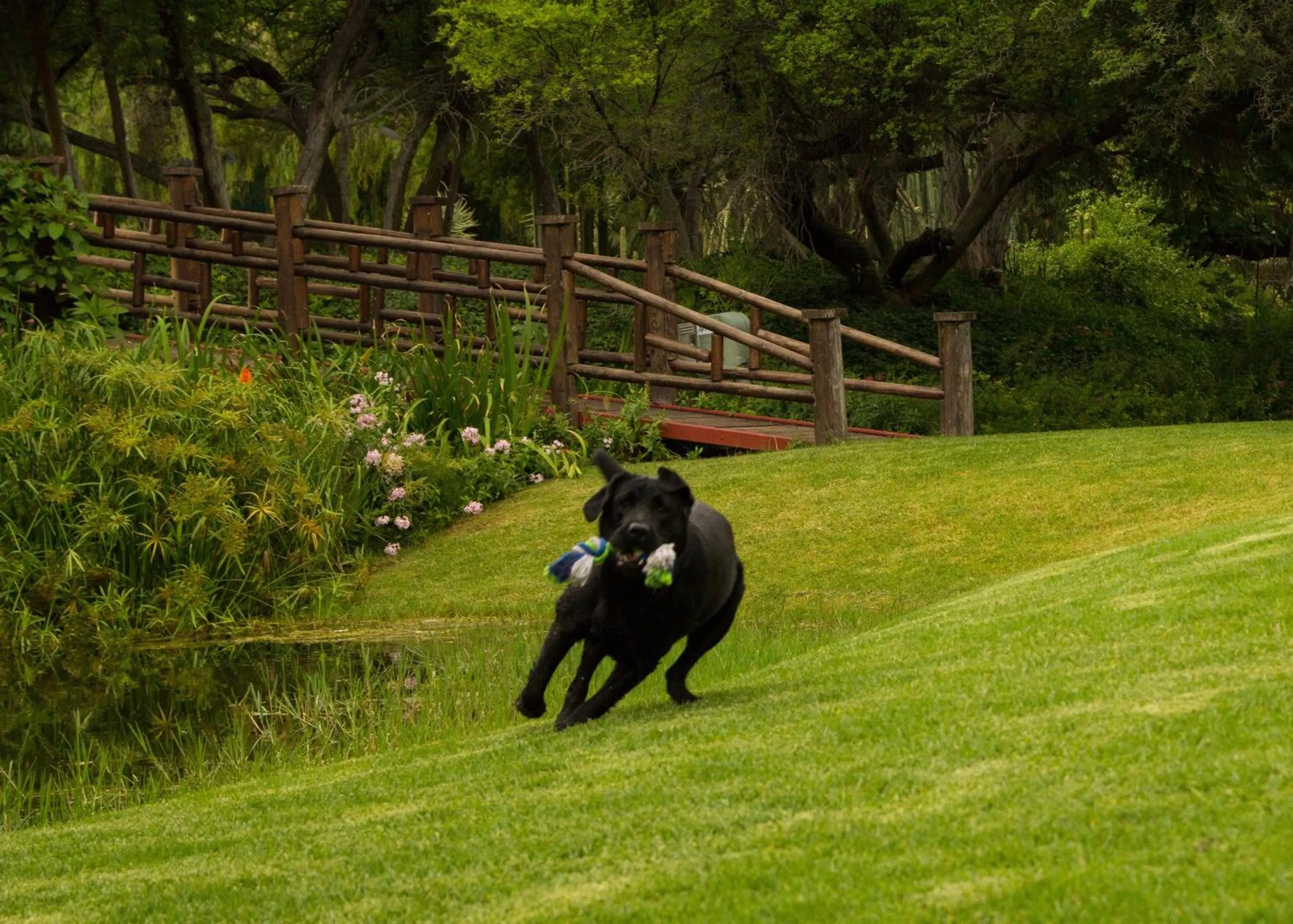 Garden in Matoppo Inn