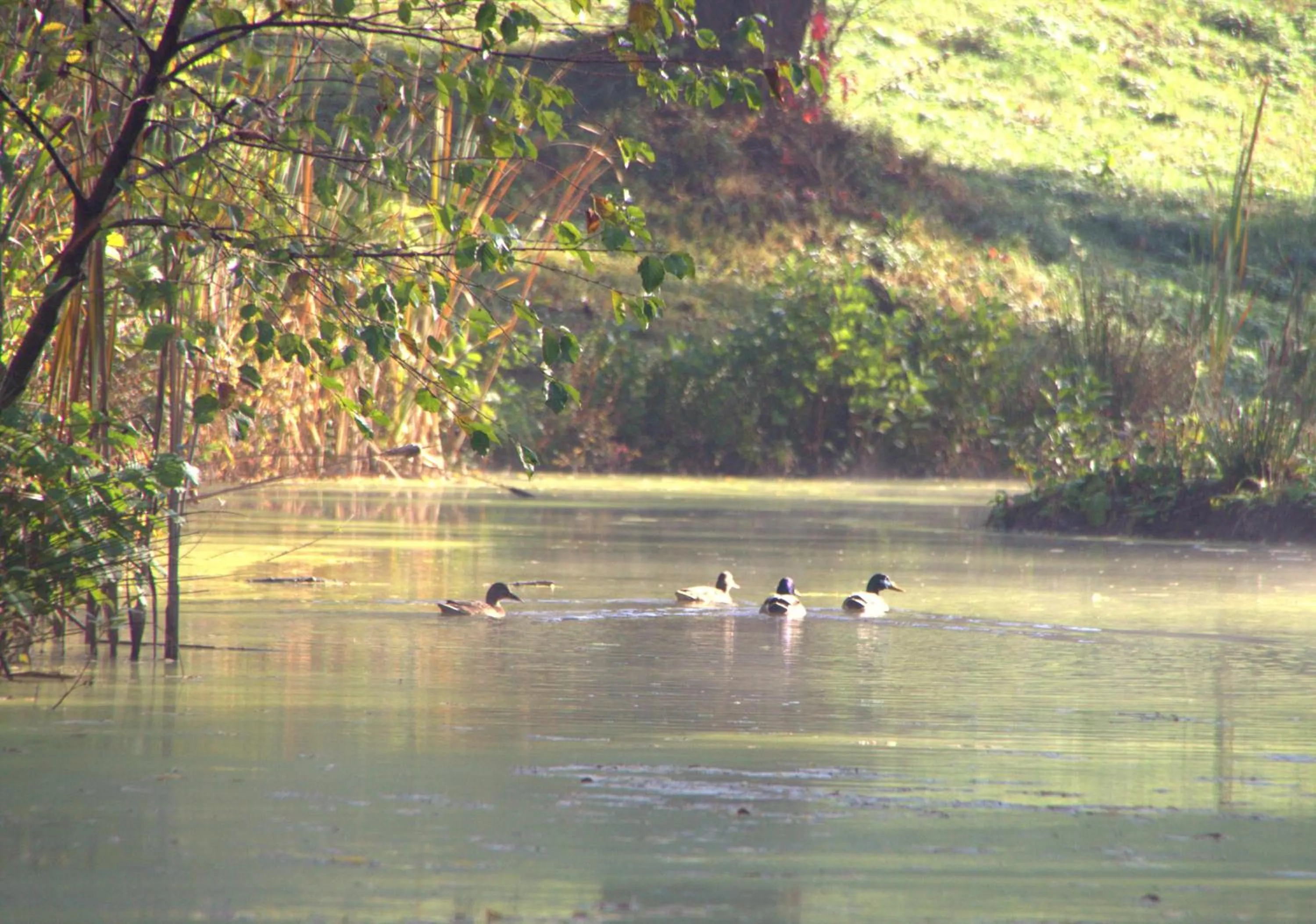 Spring in Zabola Estate - Transylvania