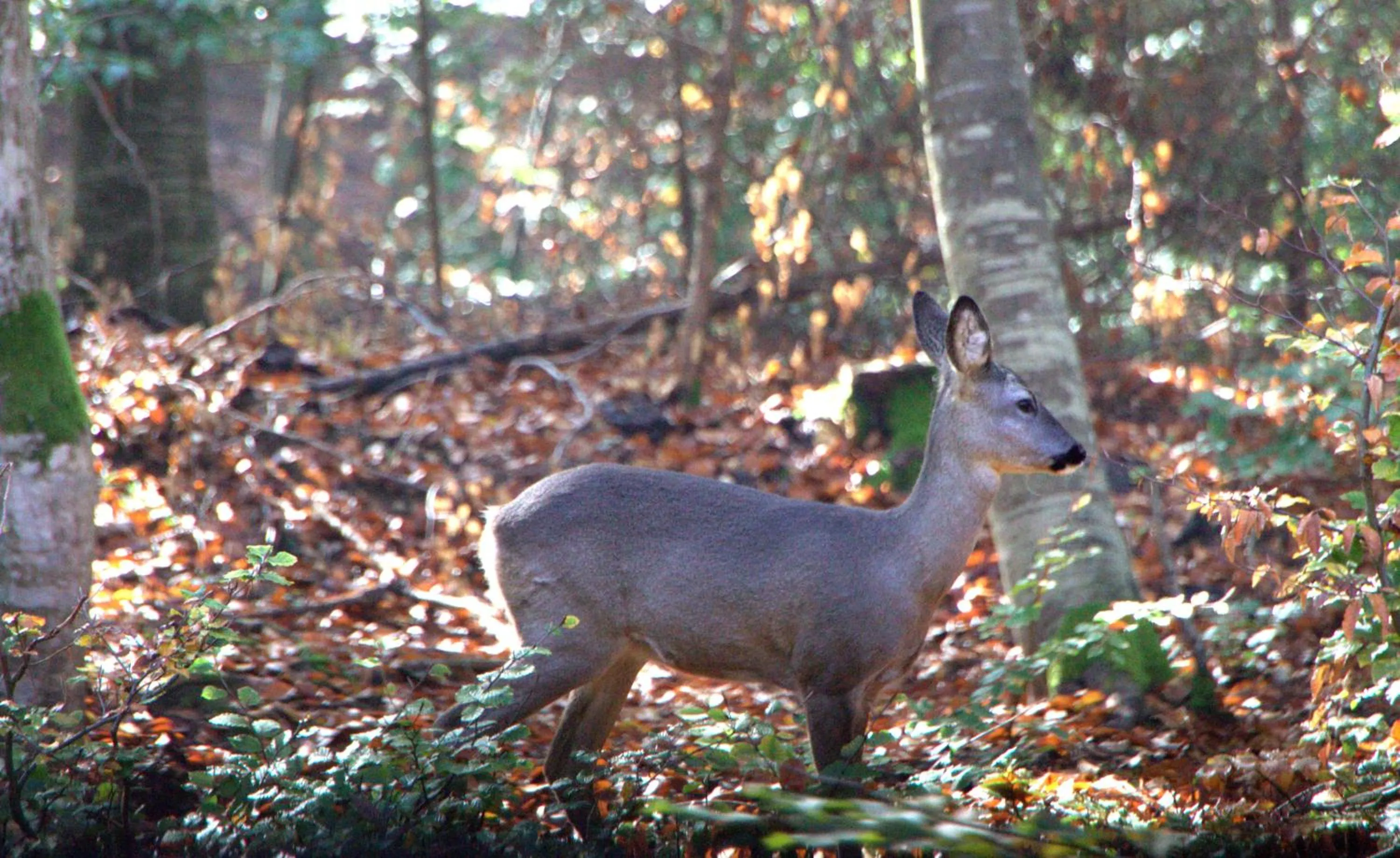 Summer in Zabola Estate - Transylvania