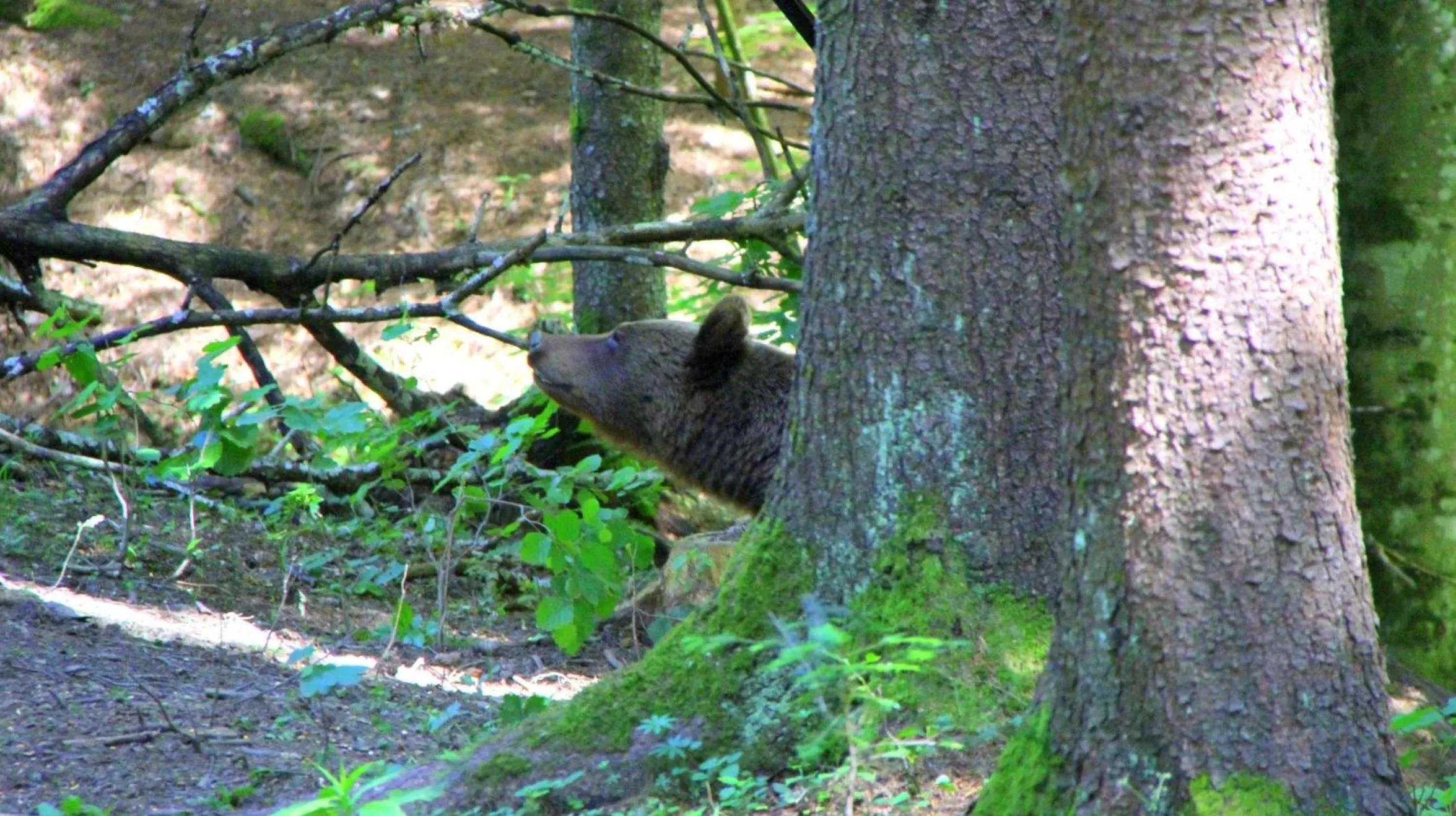 Other in Zabola Estate - Transylvania
