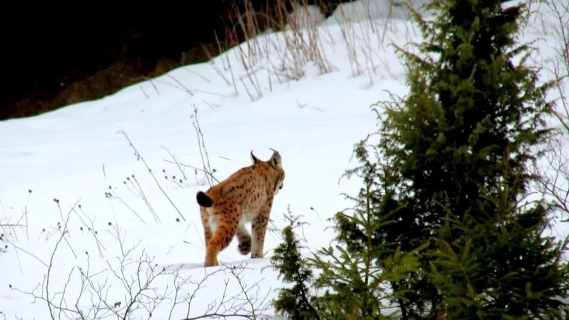 Garden in Zabola Estate - Transylvania