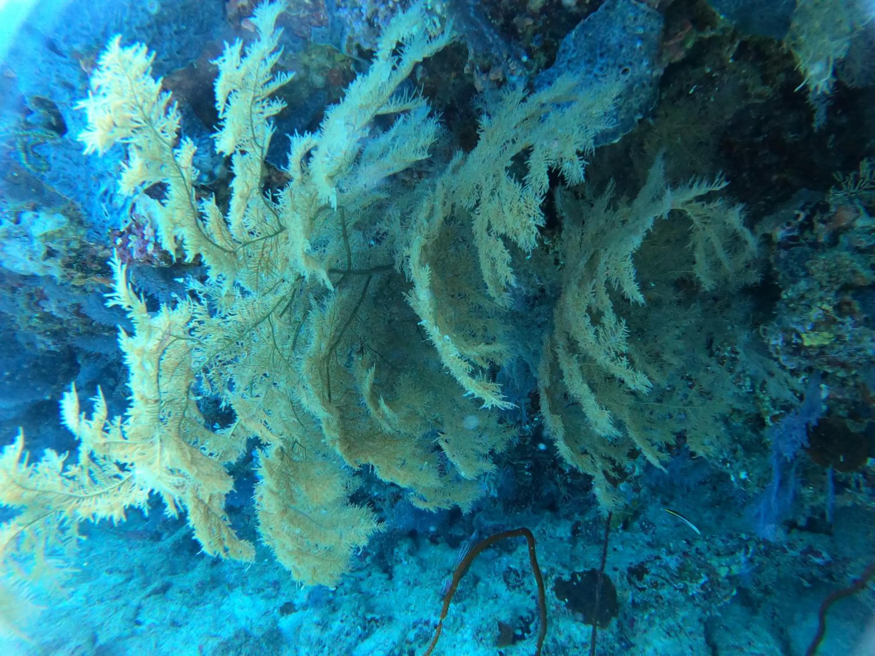 Natural landscape in Manta Sea View Himandhoo