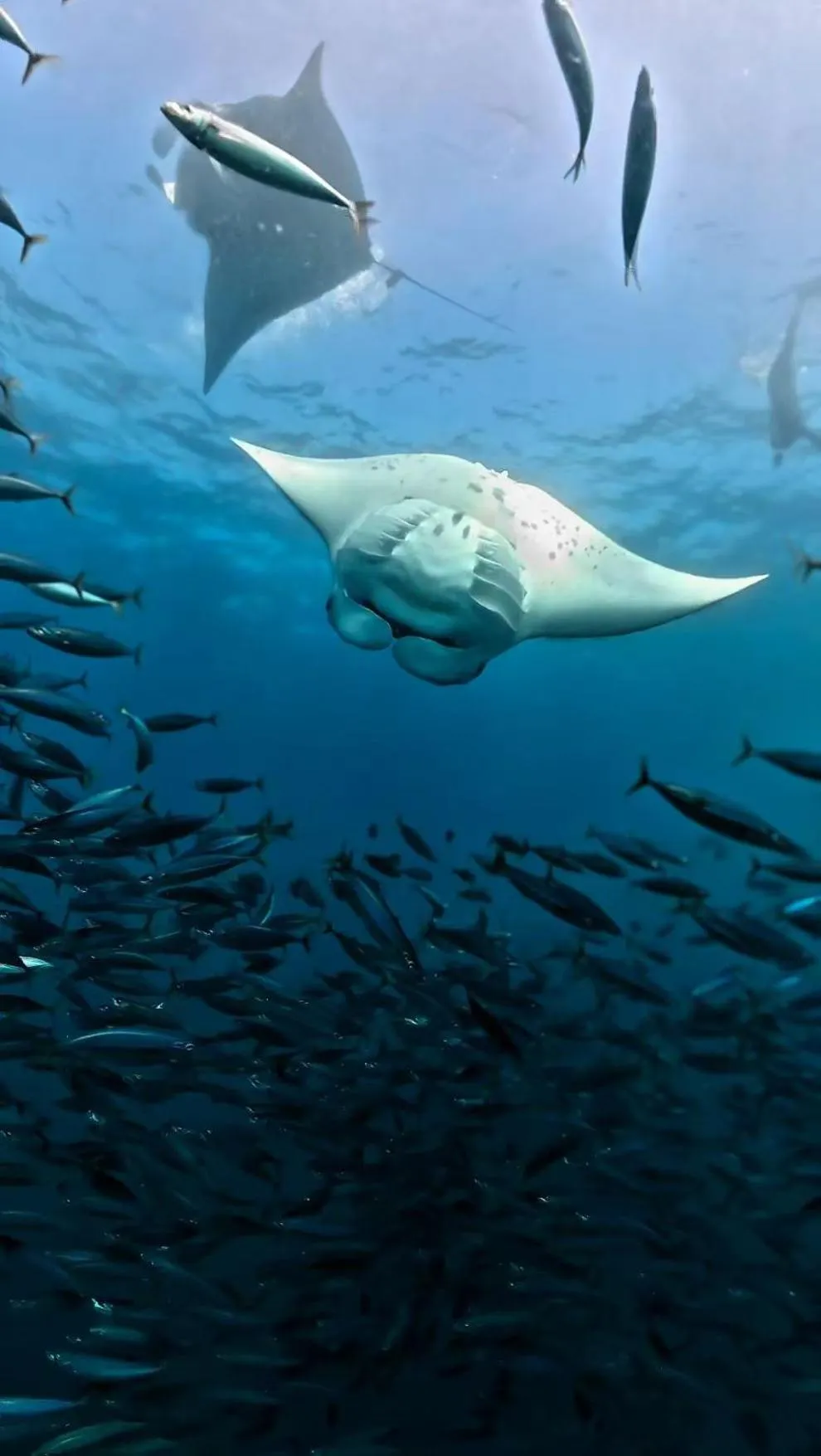 Snorkeling in Manta Sea View Himandhoo